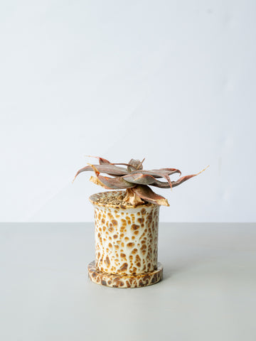 【一点もの】アロエ・イマロテンシスSP