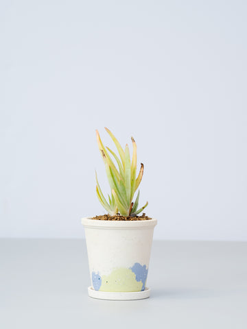 【一点もの】アロエ・リネアータ Table-S #2