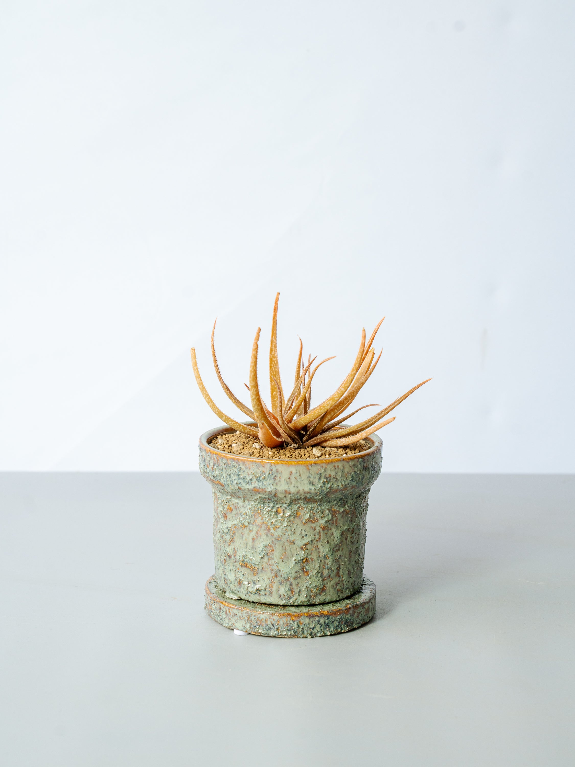 【一点もの】アロエ・ペルリー Table-M #1