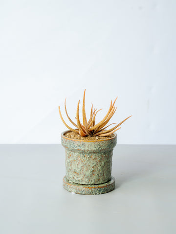 【一点もの】アロエ・ペルリー Table-M #1