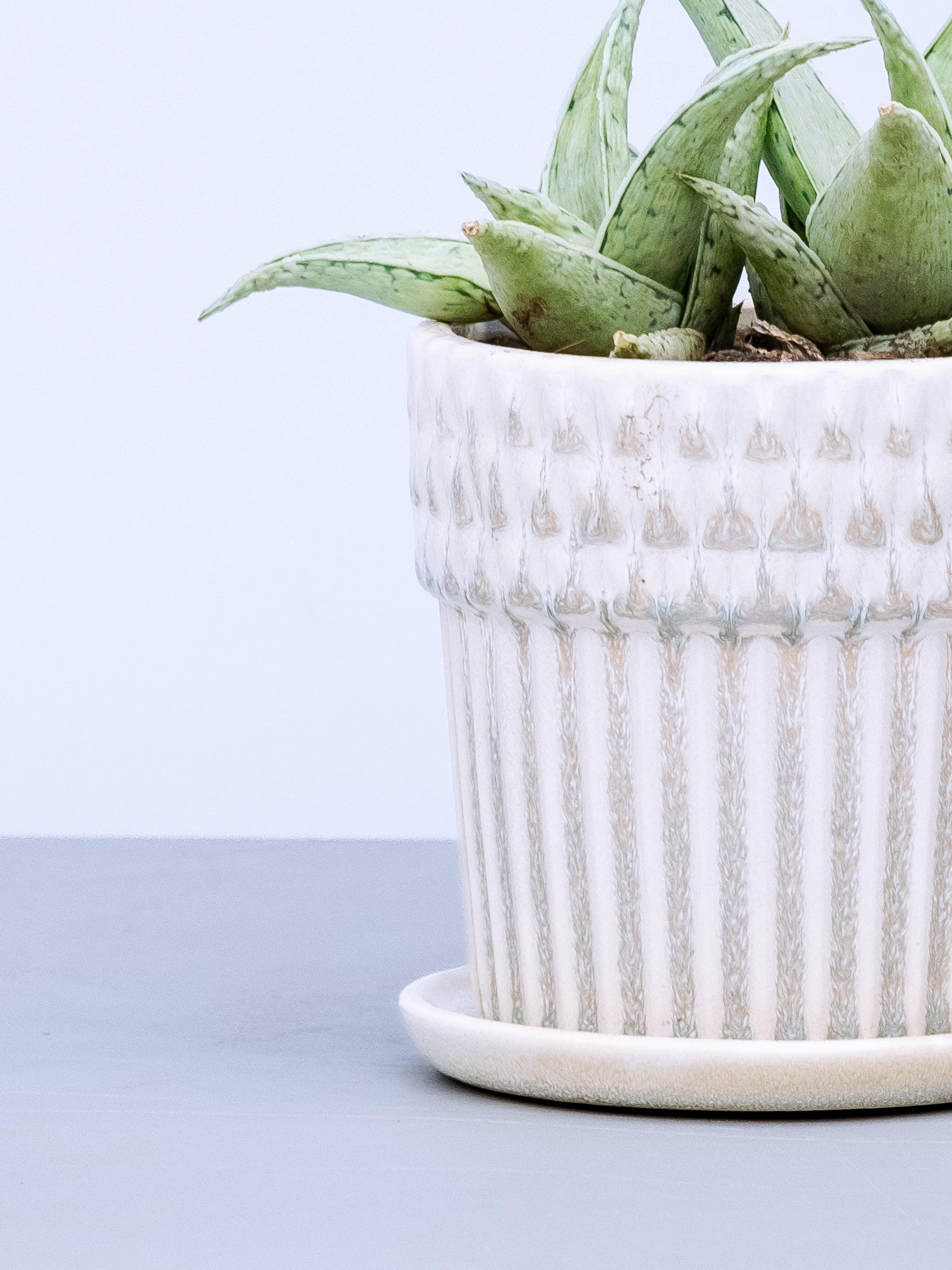 一点もの】アロエ・スノードリフト Table-L | 観葉植物・お花の通販
