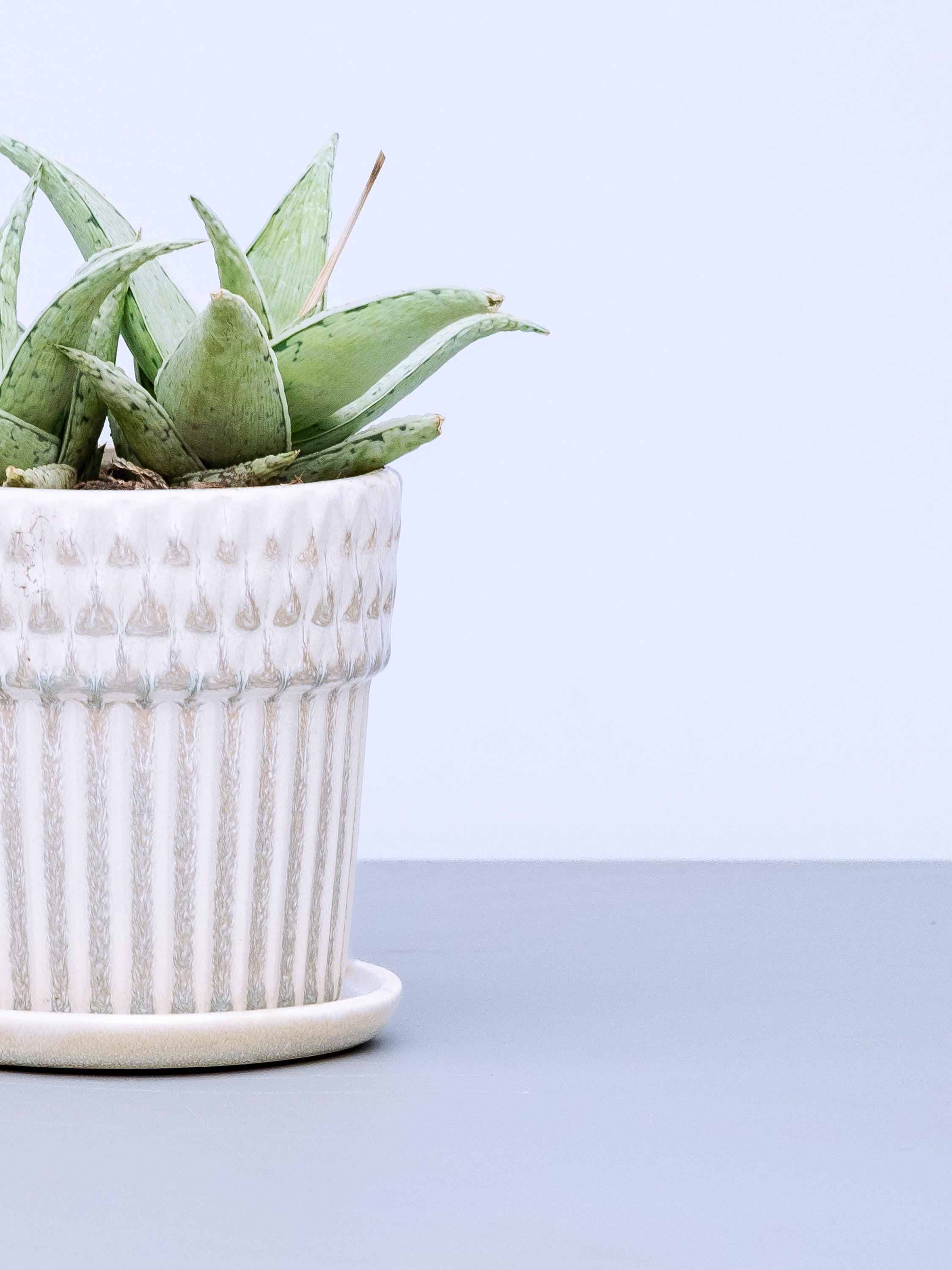 一点もの】アロエ・スノードリフト Table-L | 観葉植物・お花の通販