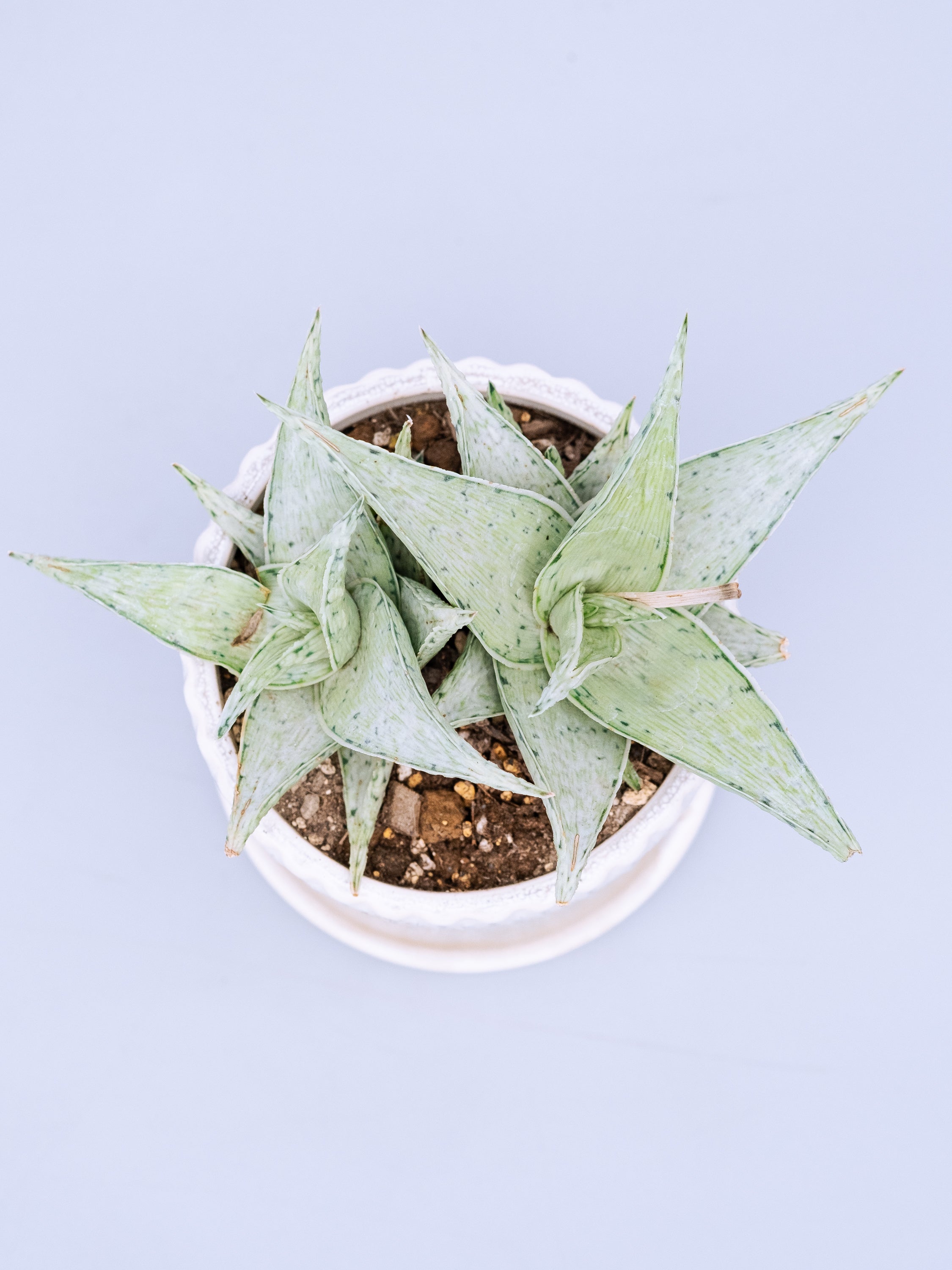 一点もの】アロエ・スノードリフト Table-L | 観葉植物・お花の通販