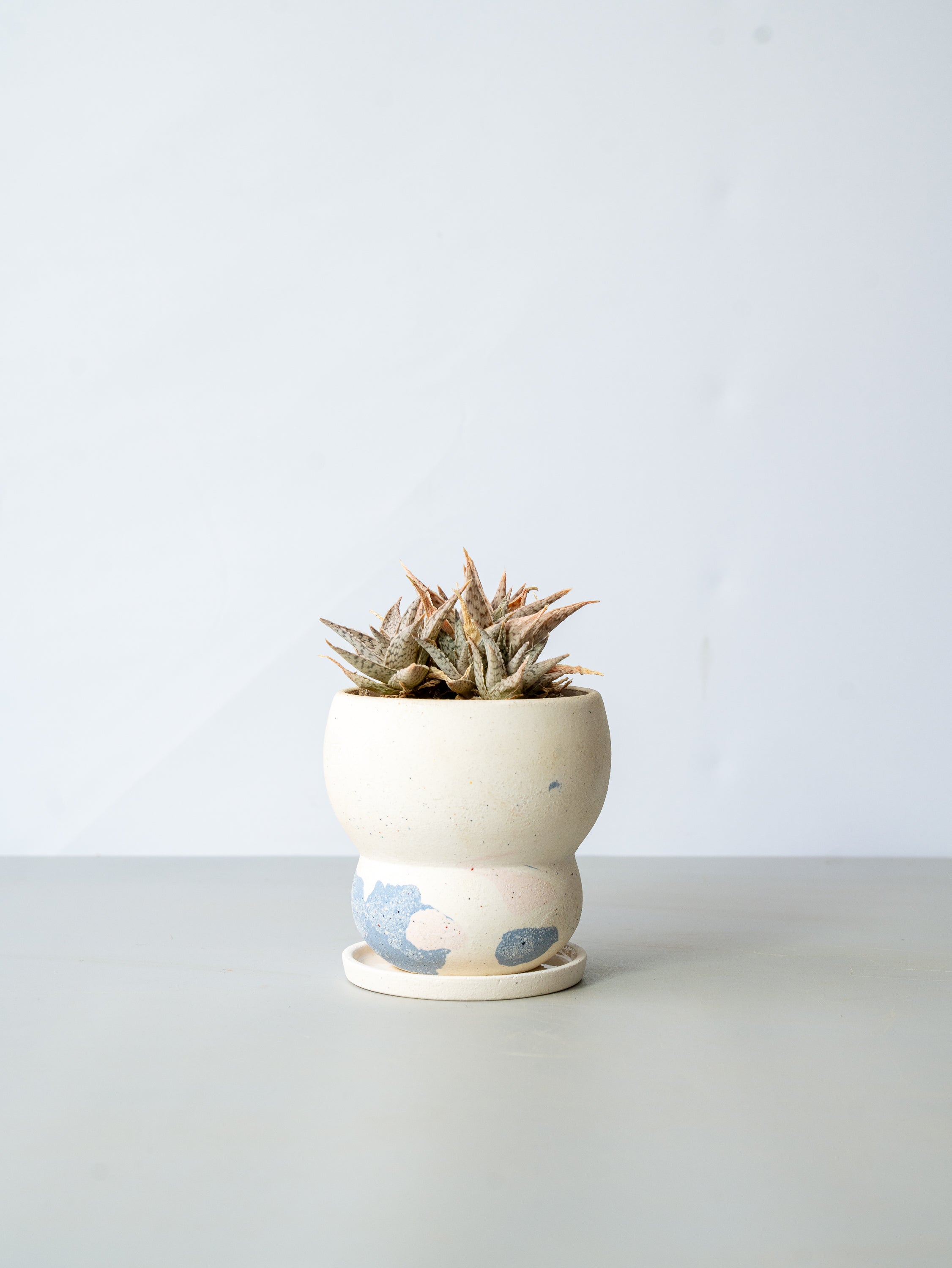 【一点もの】アロエ・スノーフレーク Table-M