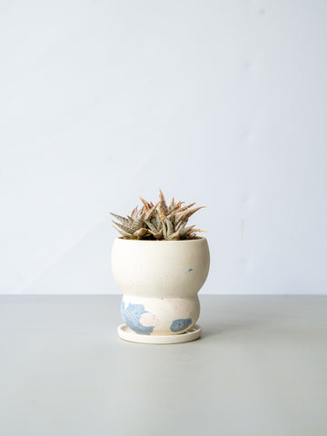 【一点もの】アロエ・スノーフレーク