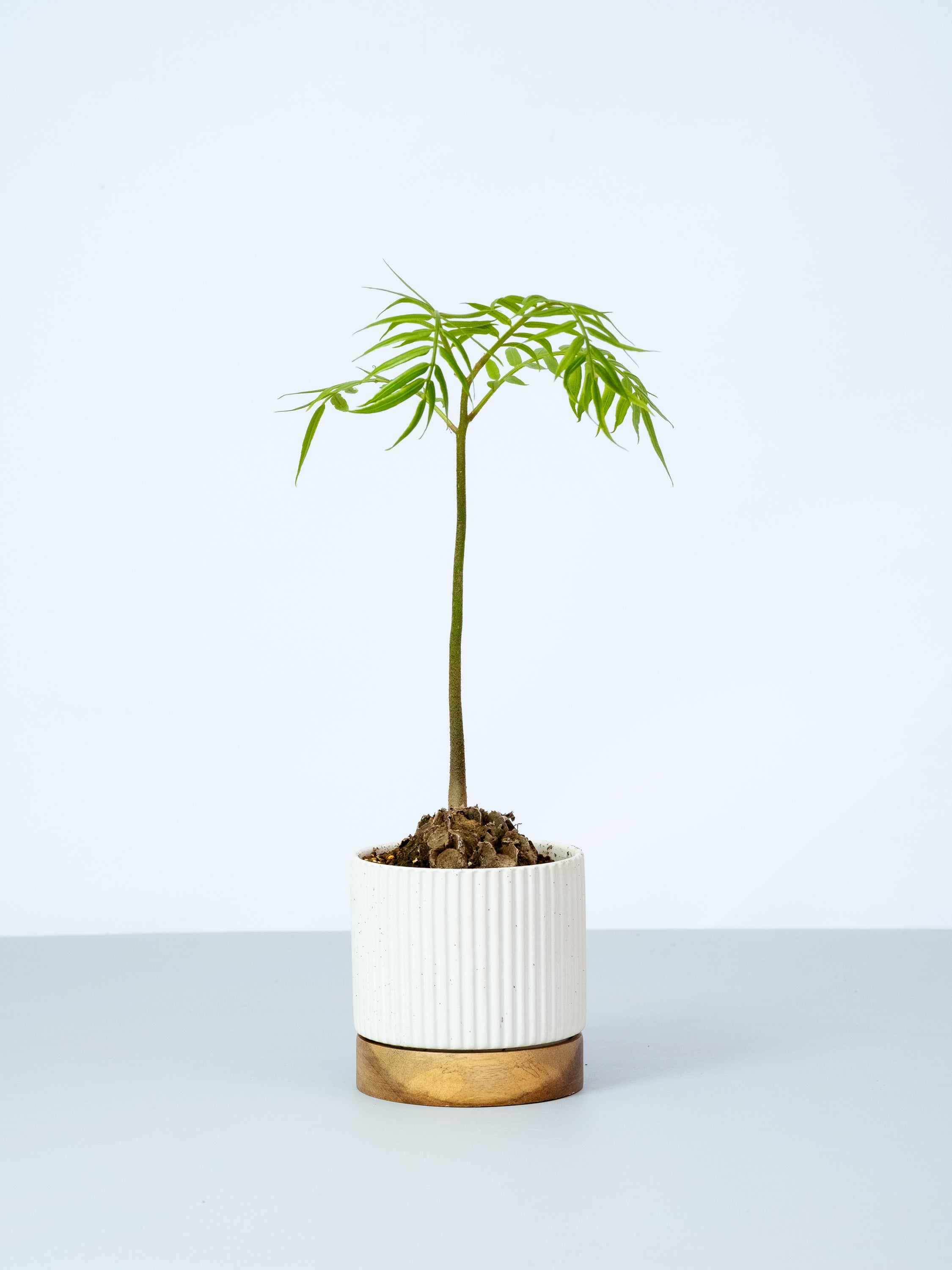 【一点もの】リュウビンタイ Table-M #1