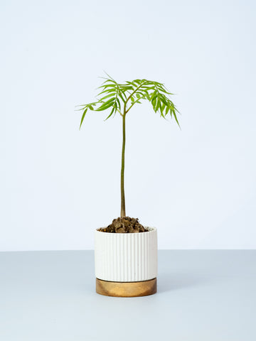 【一点もの】リュウビンタイ Table-M #1