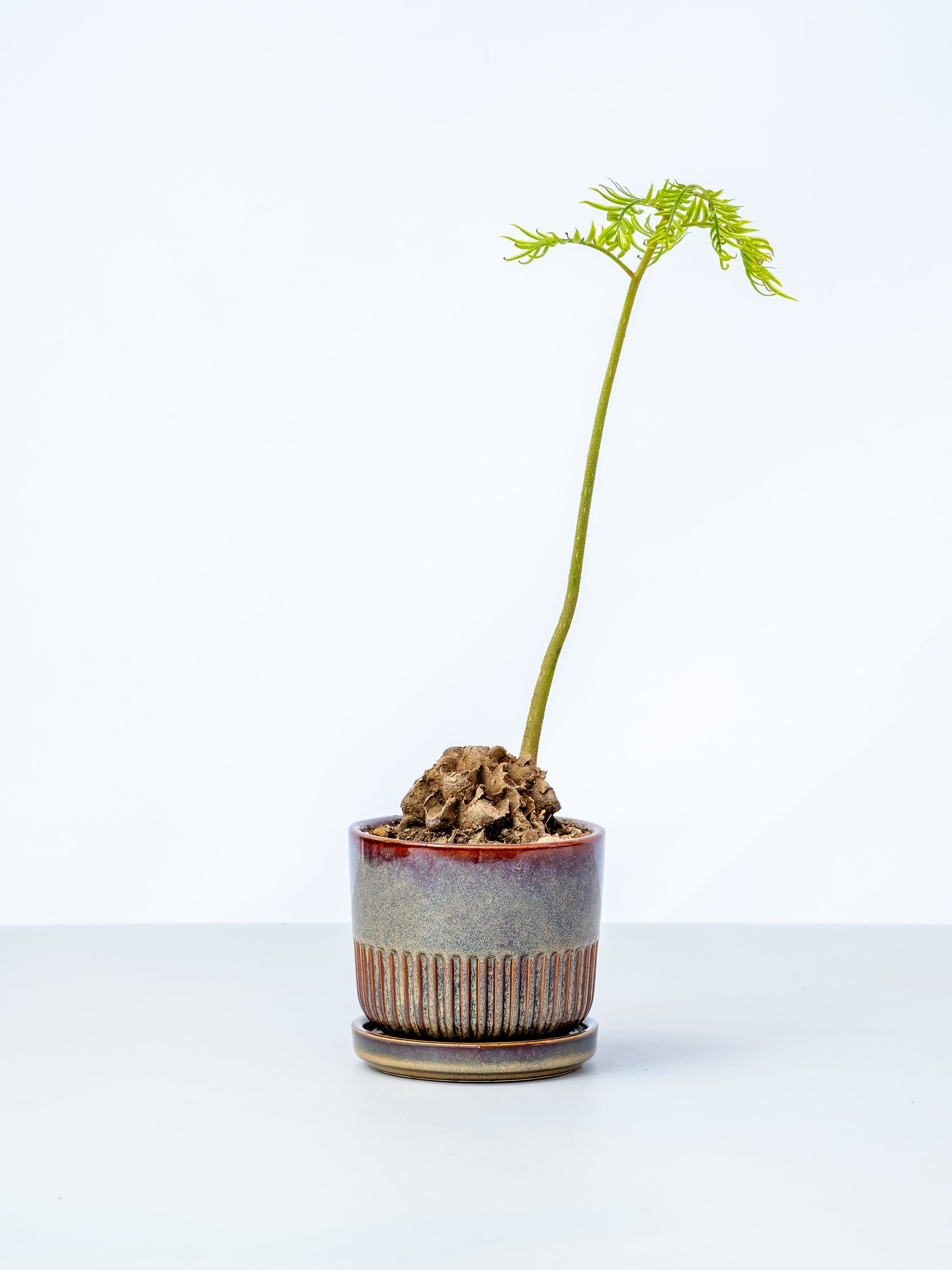 【一点もの】リュウビンタイ Table-M #2