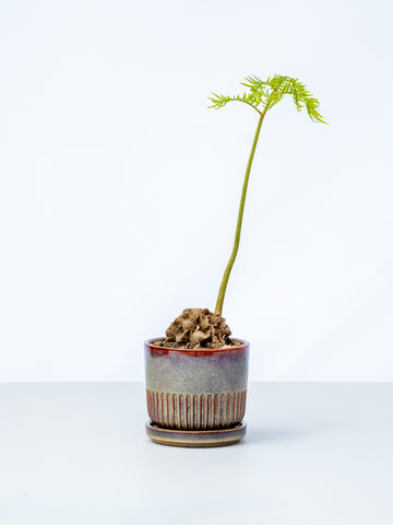 【一点もの】リュウビンタイ Table-M #2