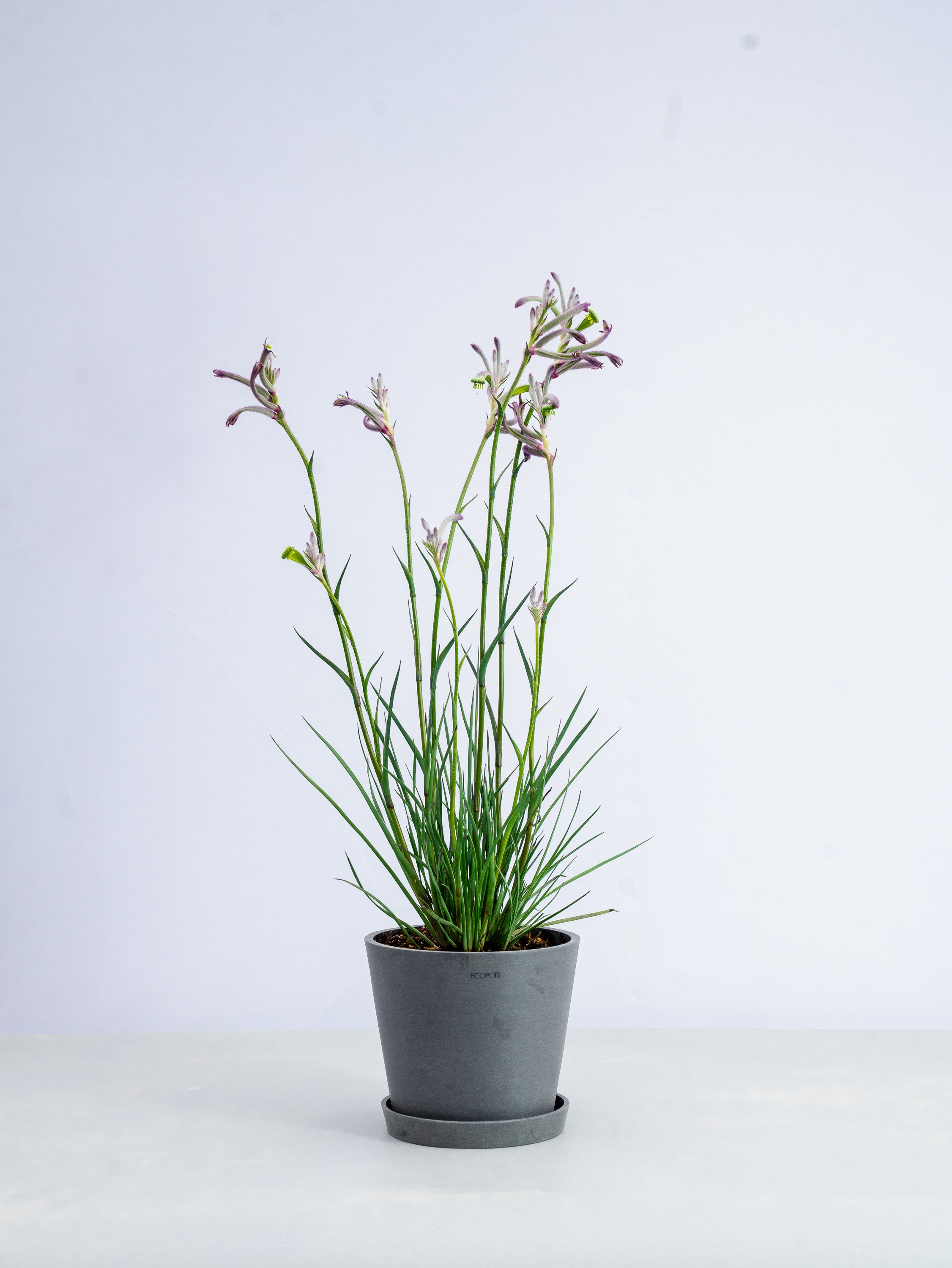 【一点もの】カンガルーポー・セレブ 紫 #1