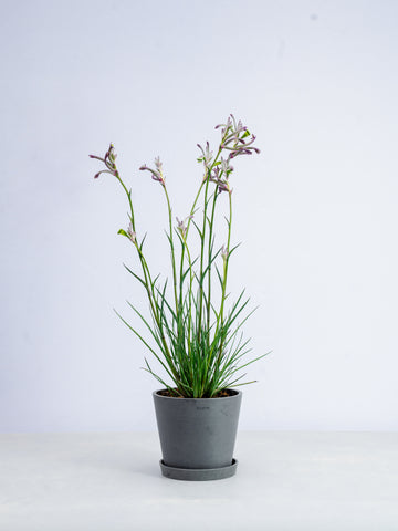 【一点もの】カンガルーポー・セレブ 紫 #1