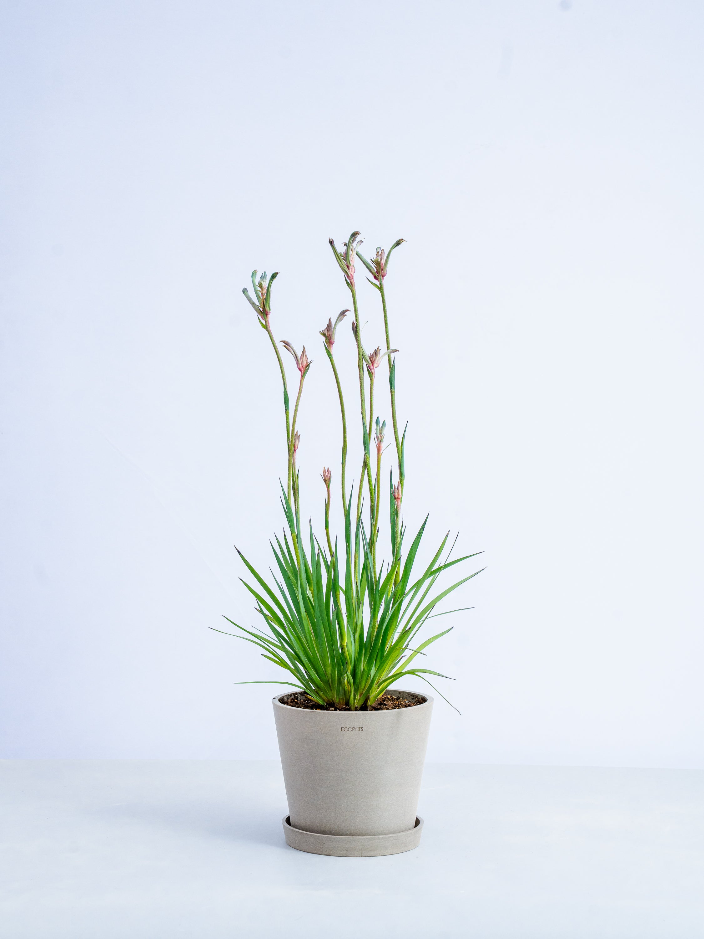 【一点もの】カンガルーポー・セレブ 紫 #3