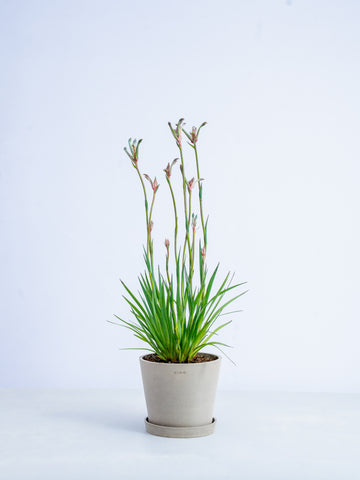 【一点もの】カンガルーポー・セレブ 紫 #3