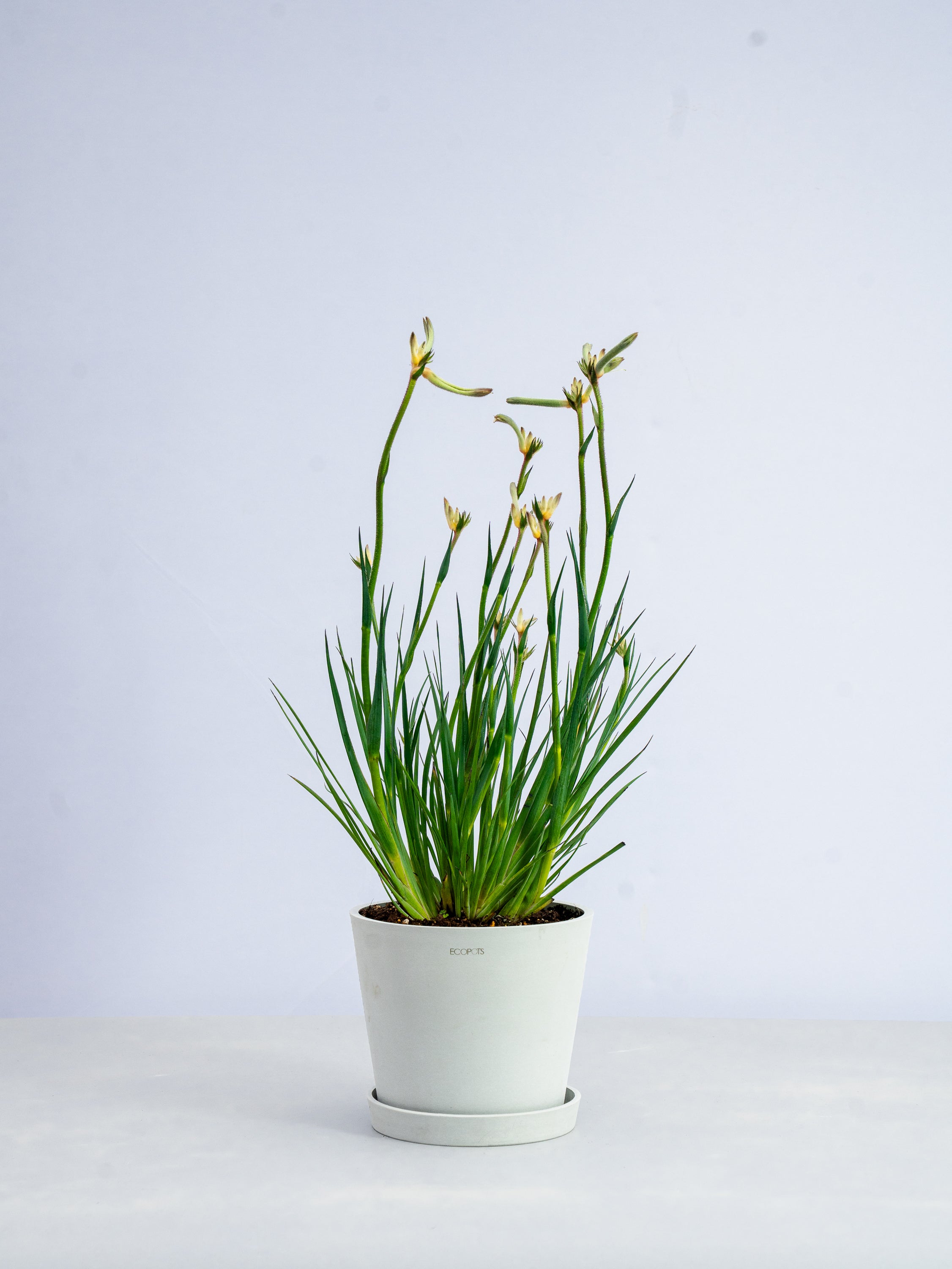 【一点もの】カンガルーポー・セレブ 黄色 #1