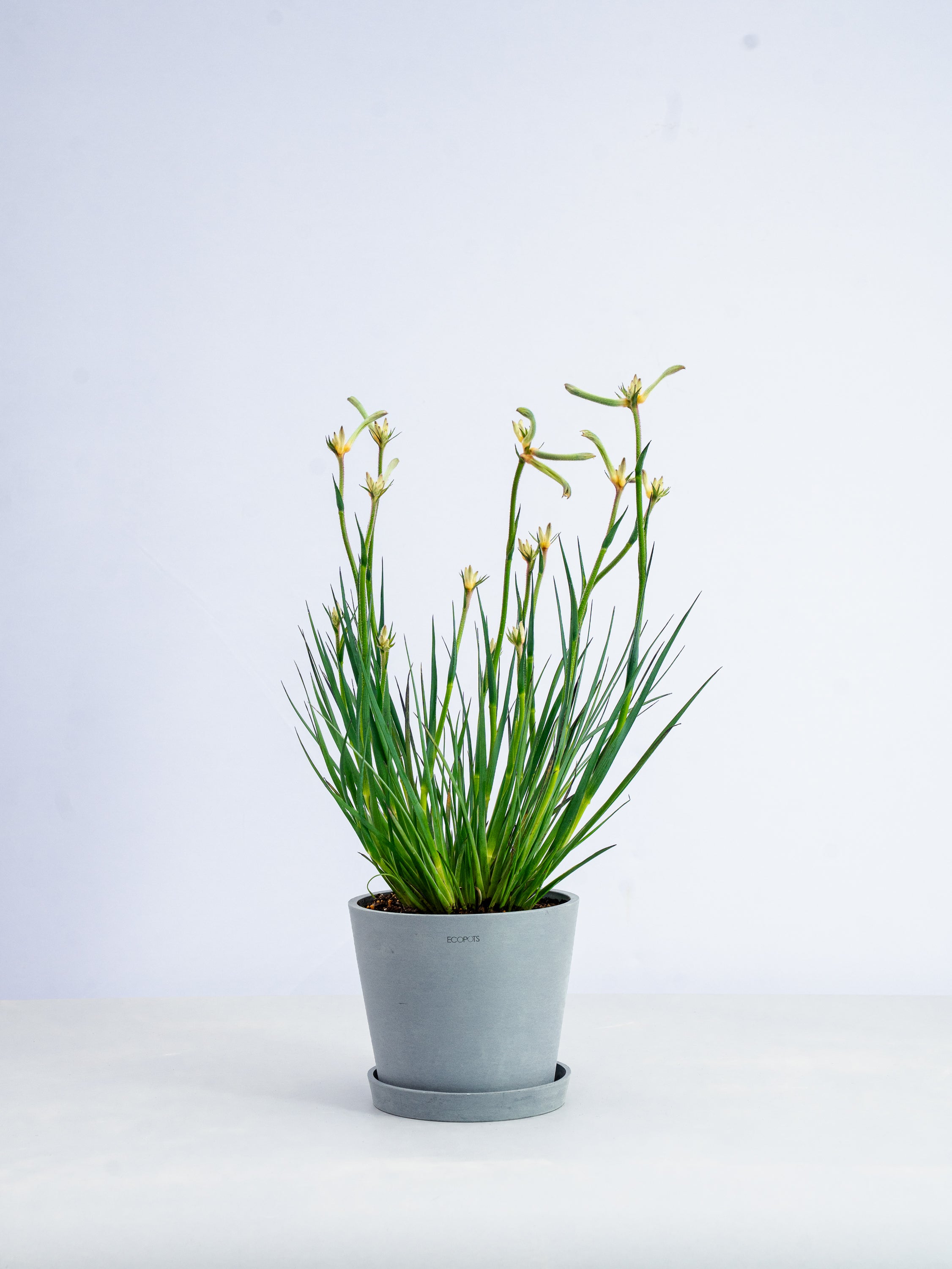 【一点もの】カンガルーポー・セレブ 黄色 #2