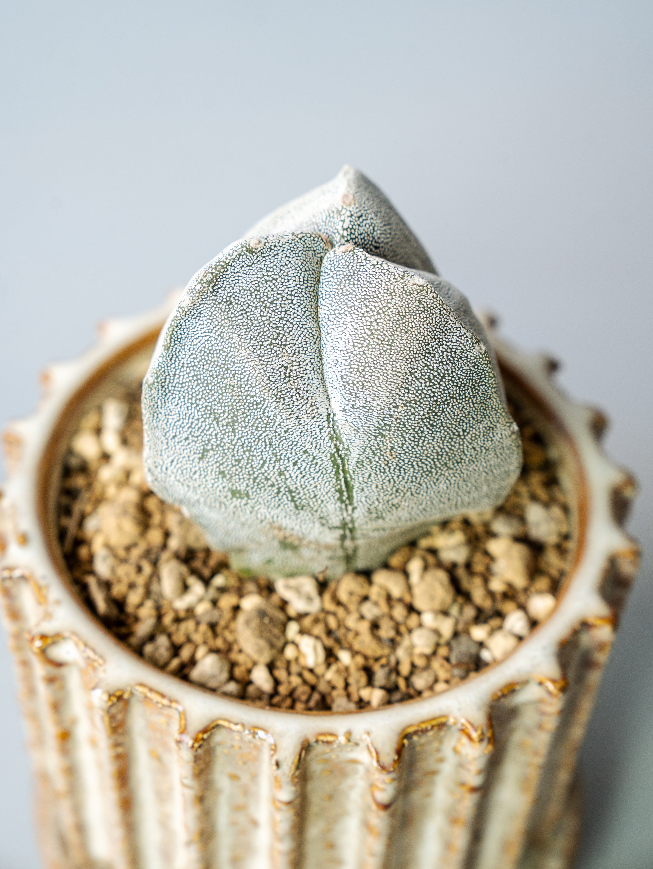 一点もの】アストロフィツム・ランポー恩塚 3綾 Table-M #1 | 観葉植物
