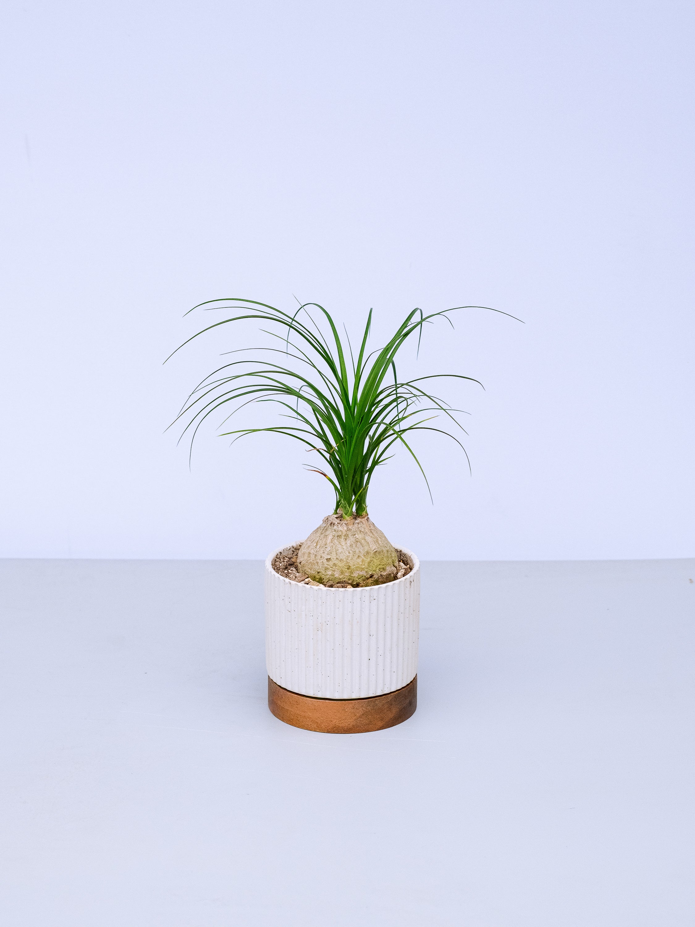 一点もの】トックリラン 実生 Table-M #9 | 観葉植物・お花の通販 AND 