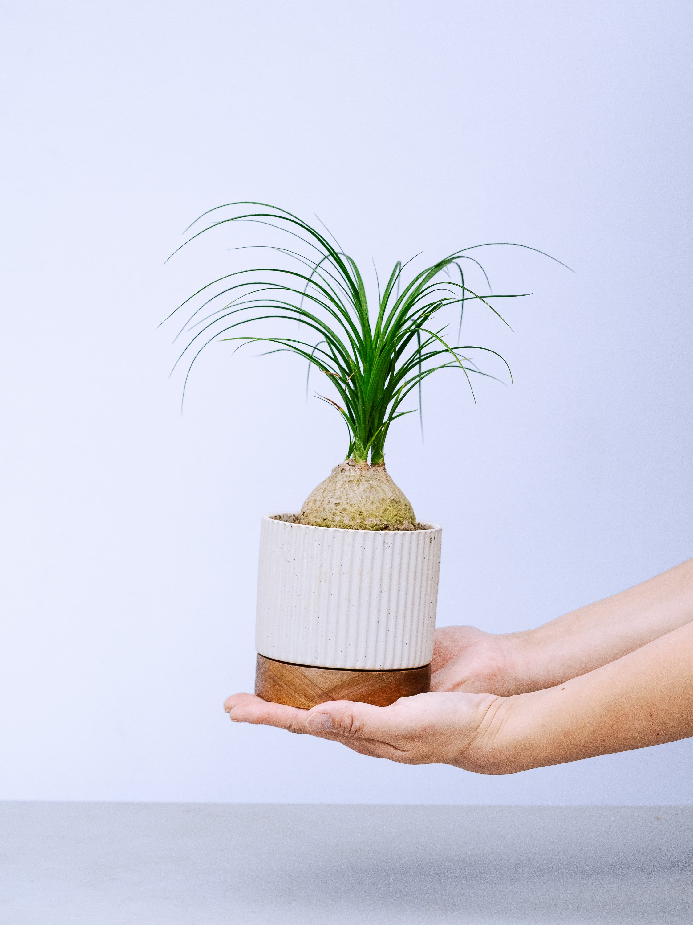 一点もの】トックリラン 実生 Table-M #9 | 観葉植物・お花の通販 AND