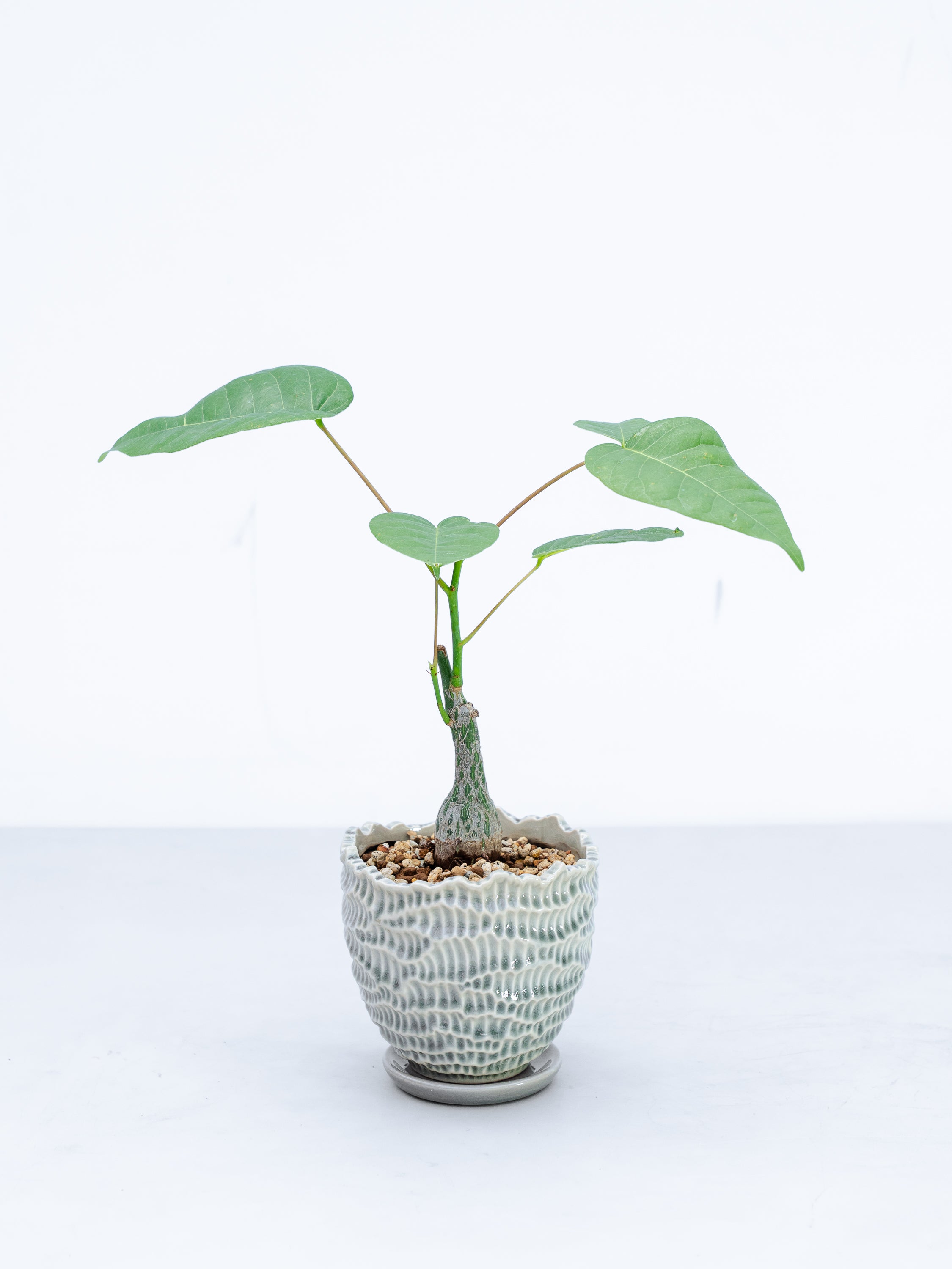 一点もの】ボンバックス実生 Table-M #11 | 観葉植物・お花の通販 AND