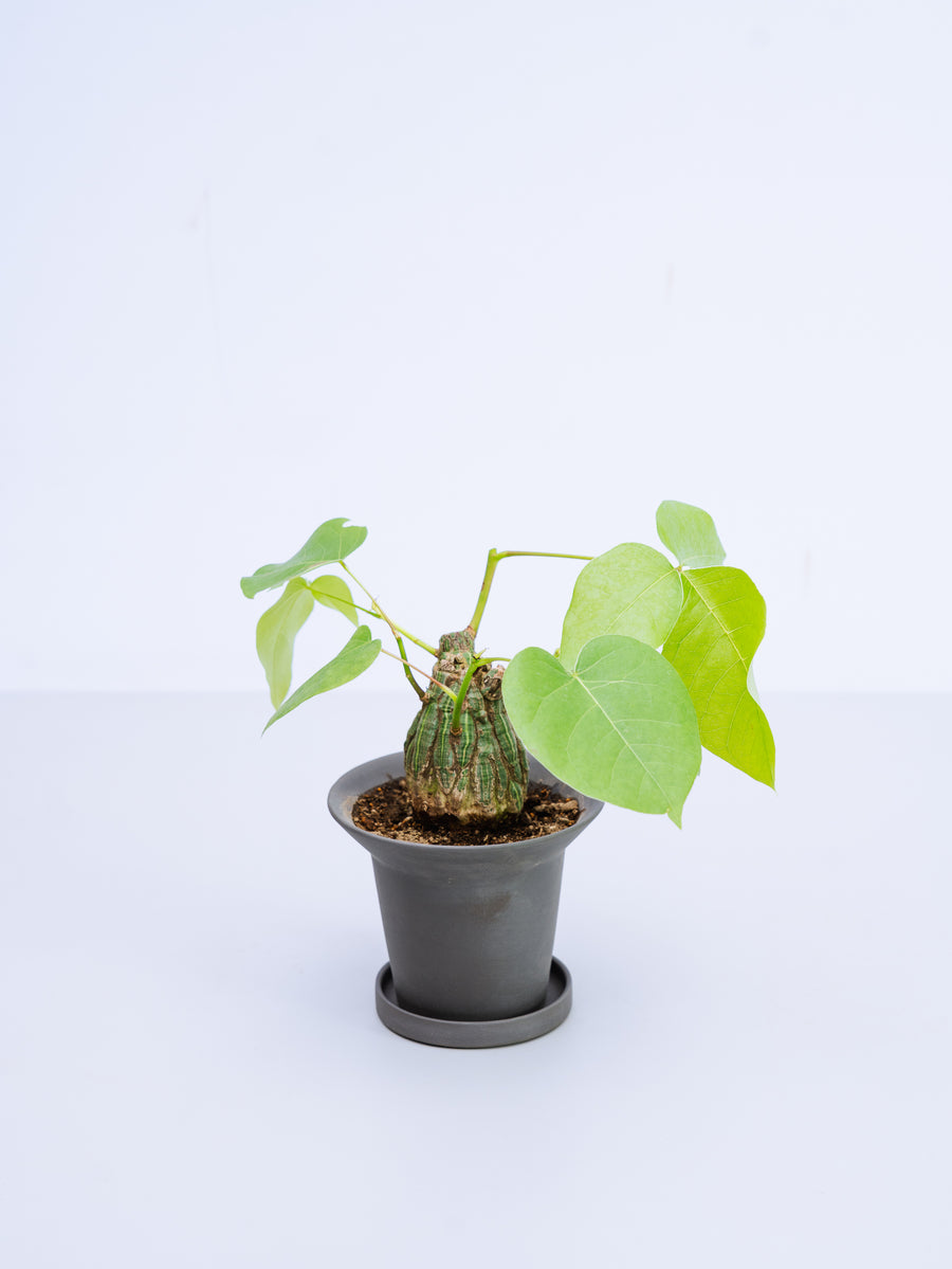ボンバックス 実生 | 観葉植物の通販 AND PLANTS (アンドプランツ)