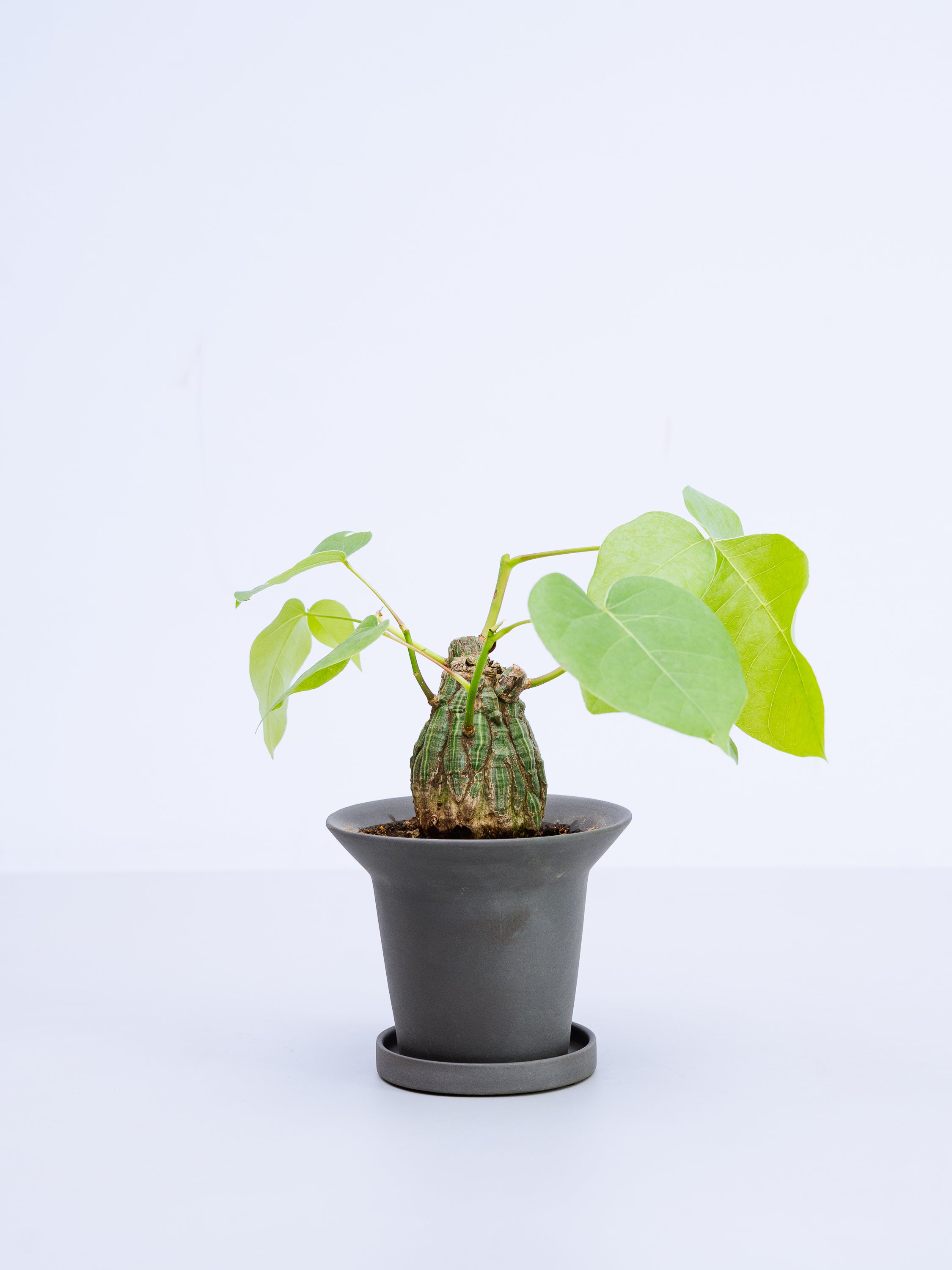 一点もの】ボンバックス 実生 Table-M #7 | 観葉植物・お花の通販 AND