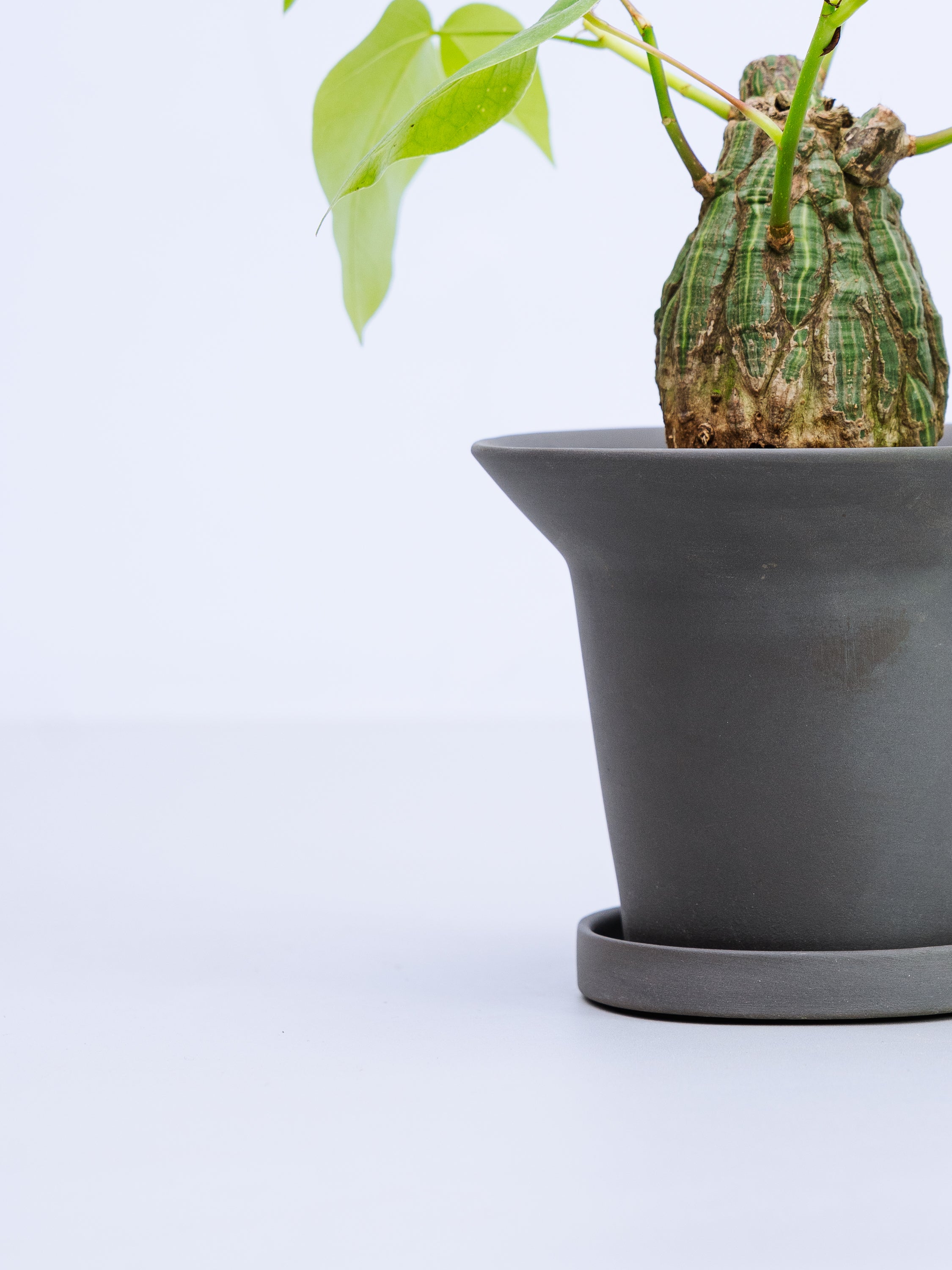 一点もの】ボンバックス 実生 Table-M #7 | 観葉植物・お花の通販 AND