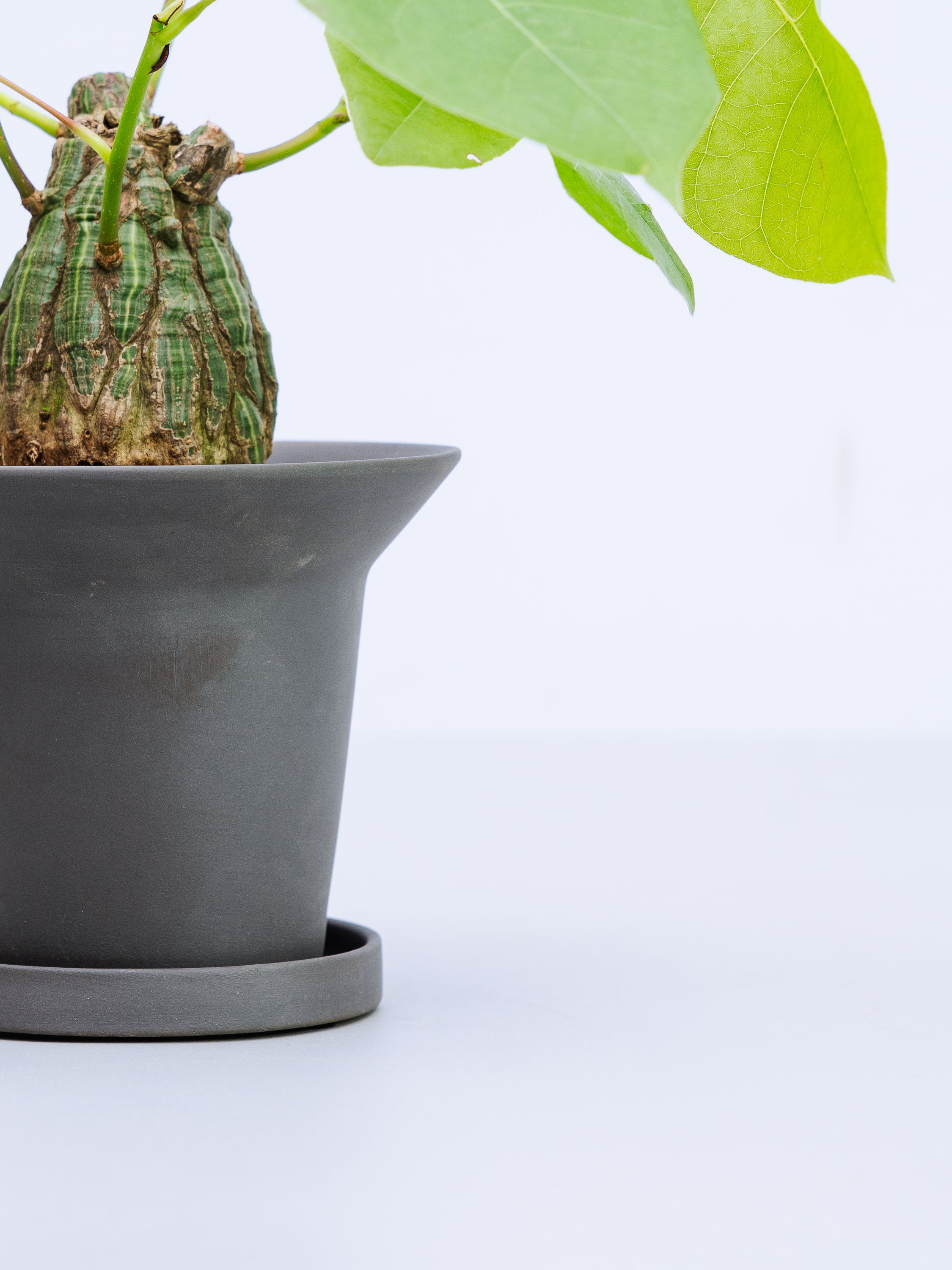 一点もの】ボンバックス 実生 Table-M #7 | 観葉植物・お花の通販 AND