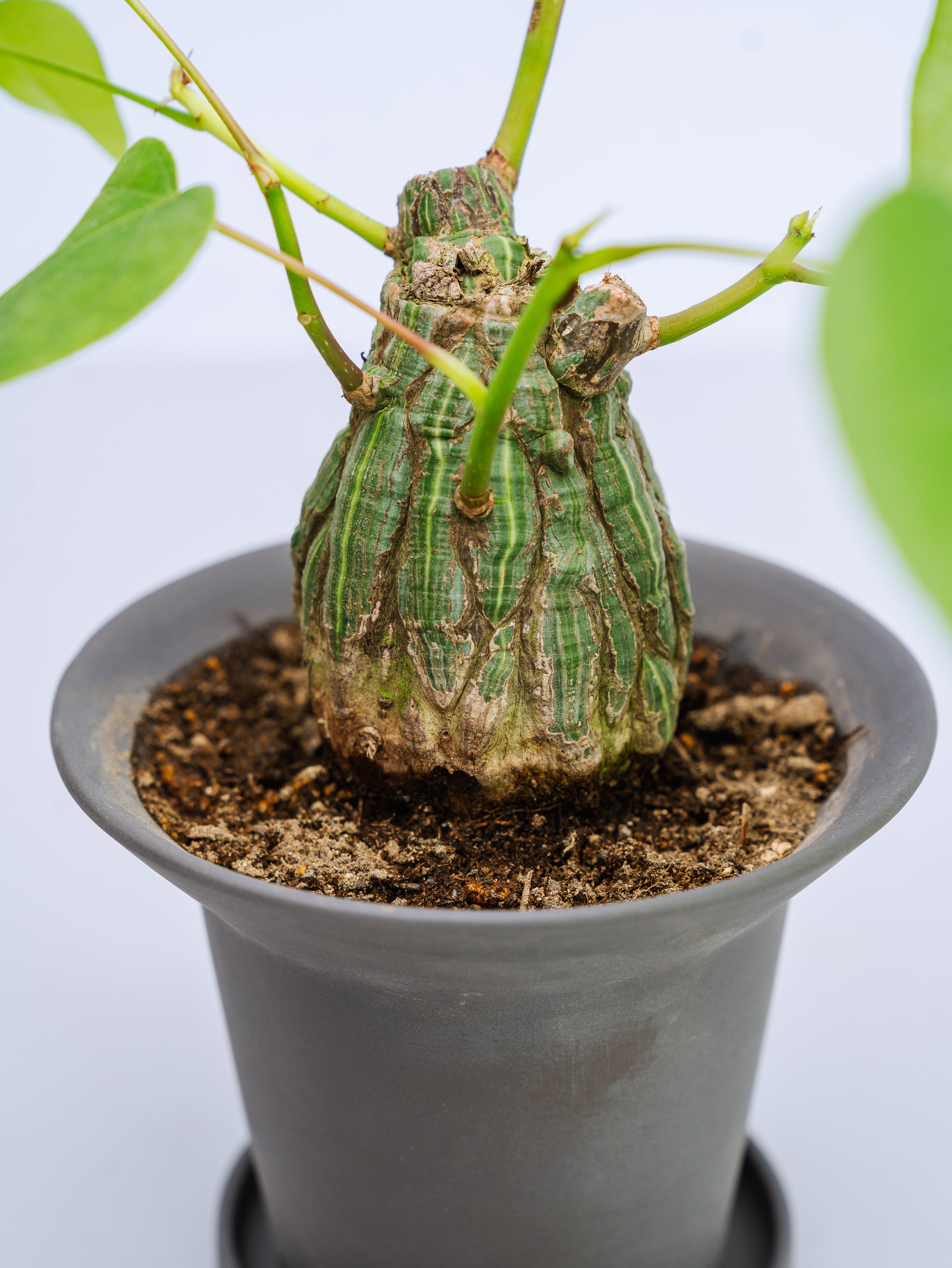 一点もの】ボンバックス 実生 Table-M #7 | 観葉植物・お花の通販 AND