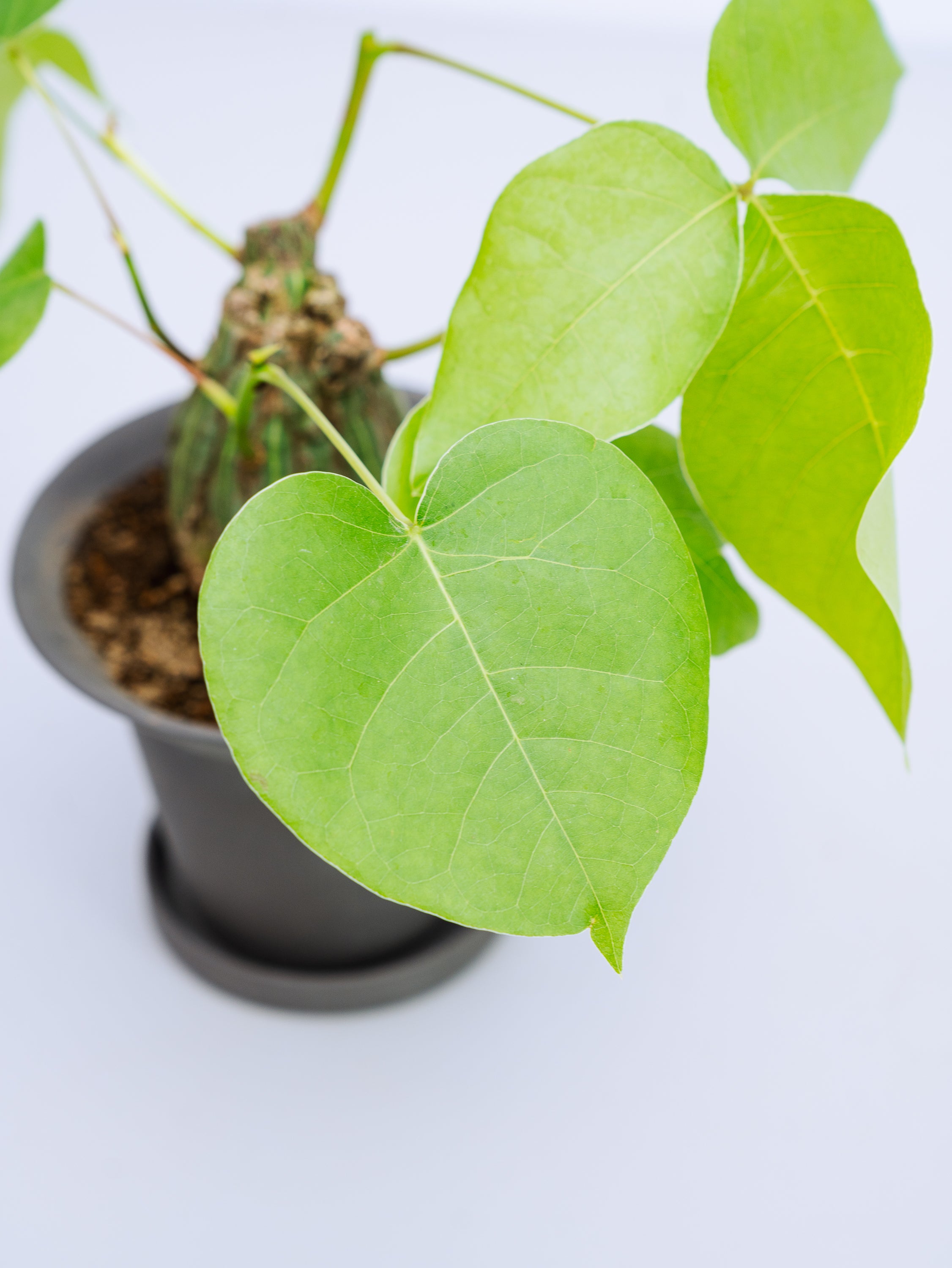 一点もの】ボンバックス 実生 Table-M #7 | 観葉植物・お花の通販 AND