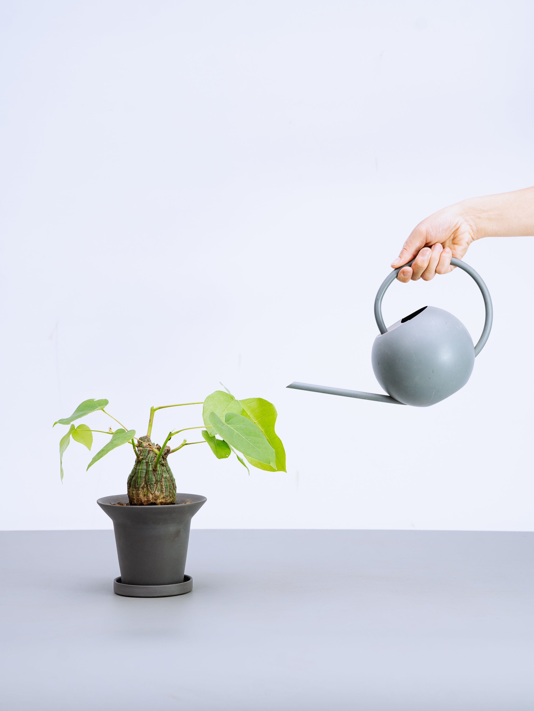 一点もの】ボンバックス 実生 Table-M #7 | 観葉植物・お花の通販 AND