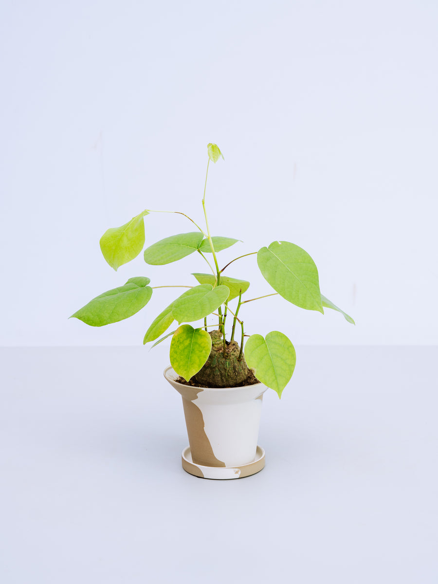 ボンバックス 実生 | 観葉植物の通販 AND PLANTS (アンドプランツ)