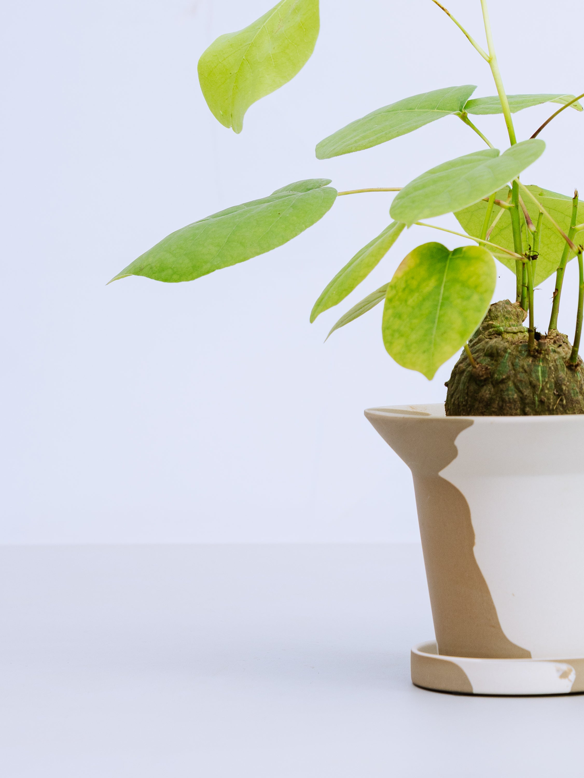 一点もの】ボンバックス 実生 Table-M #8 | 観葉植物・お花の通販 AND