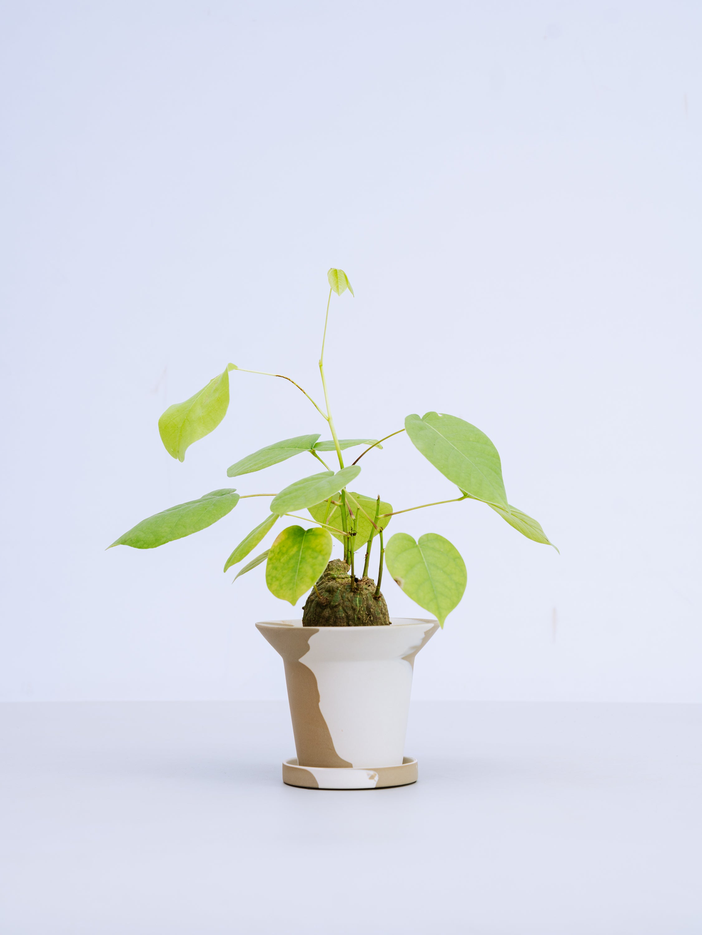 一点もの】ボンバックス 実生 Table-M #8 | 観葉植物・お花の通販 AND