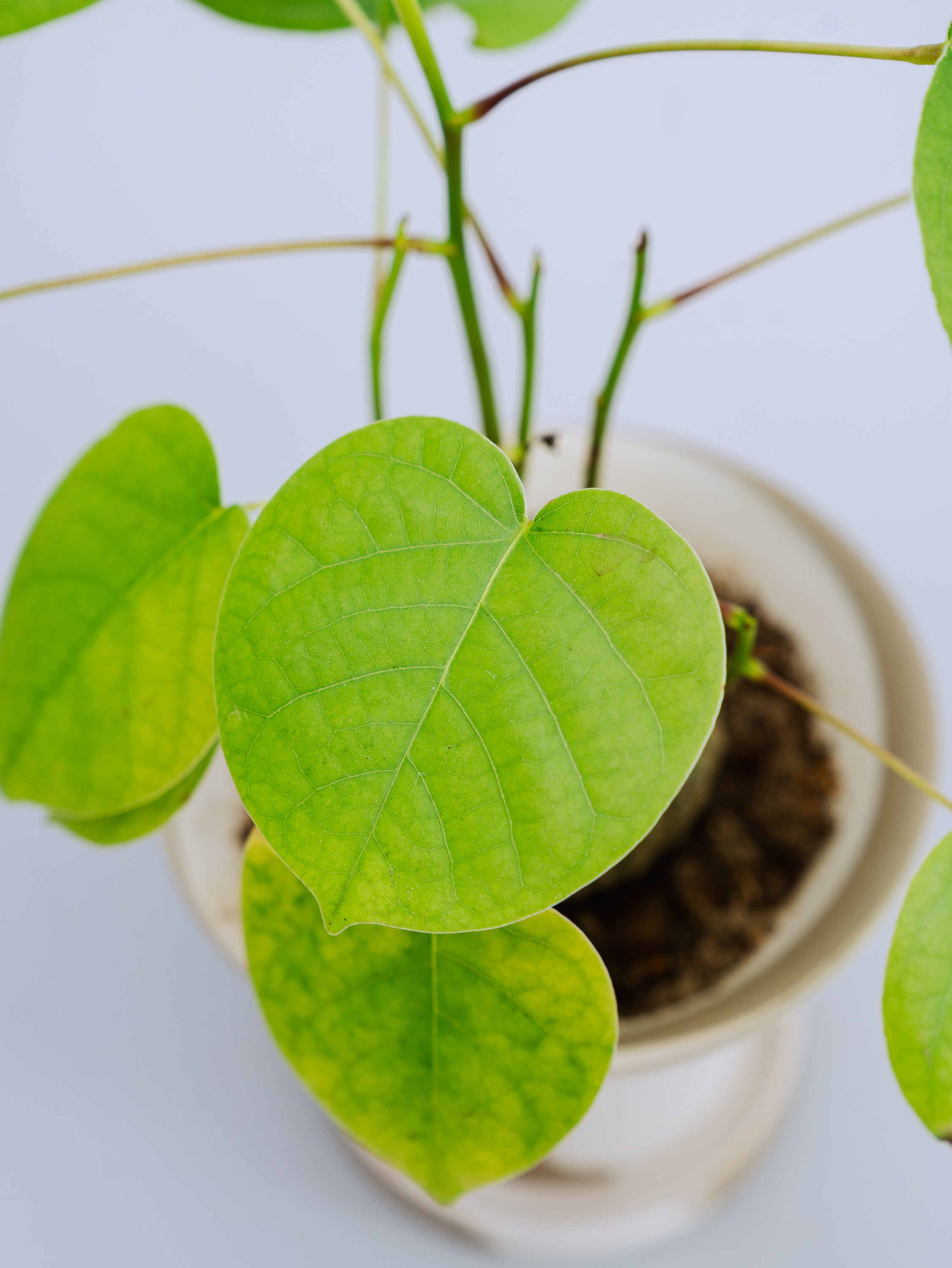 一点もの】ボンバックス 実生 Table-M #8 | 観葉植物・お花の通販 AND