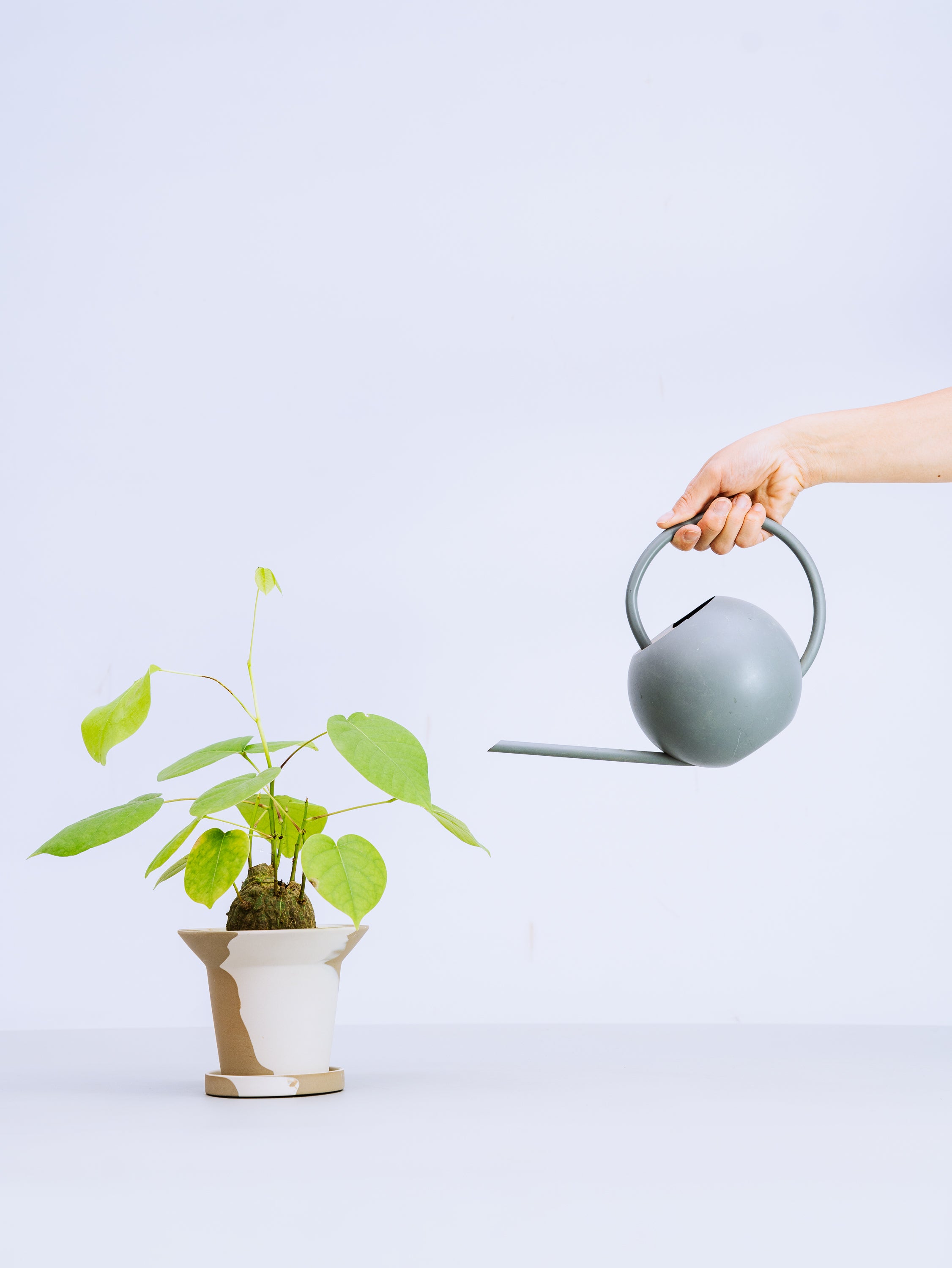 一点もの】ボンバックス 実生 Table-M #8 | 観葉植物・お花の通販 AND