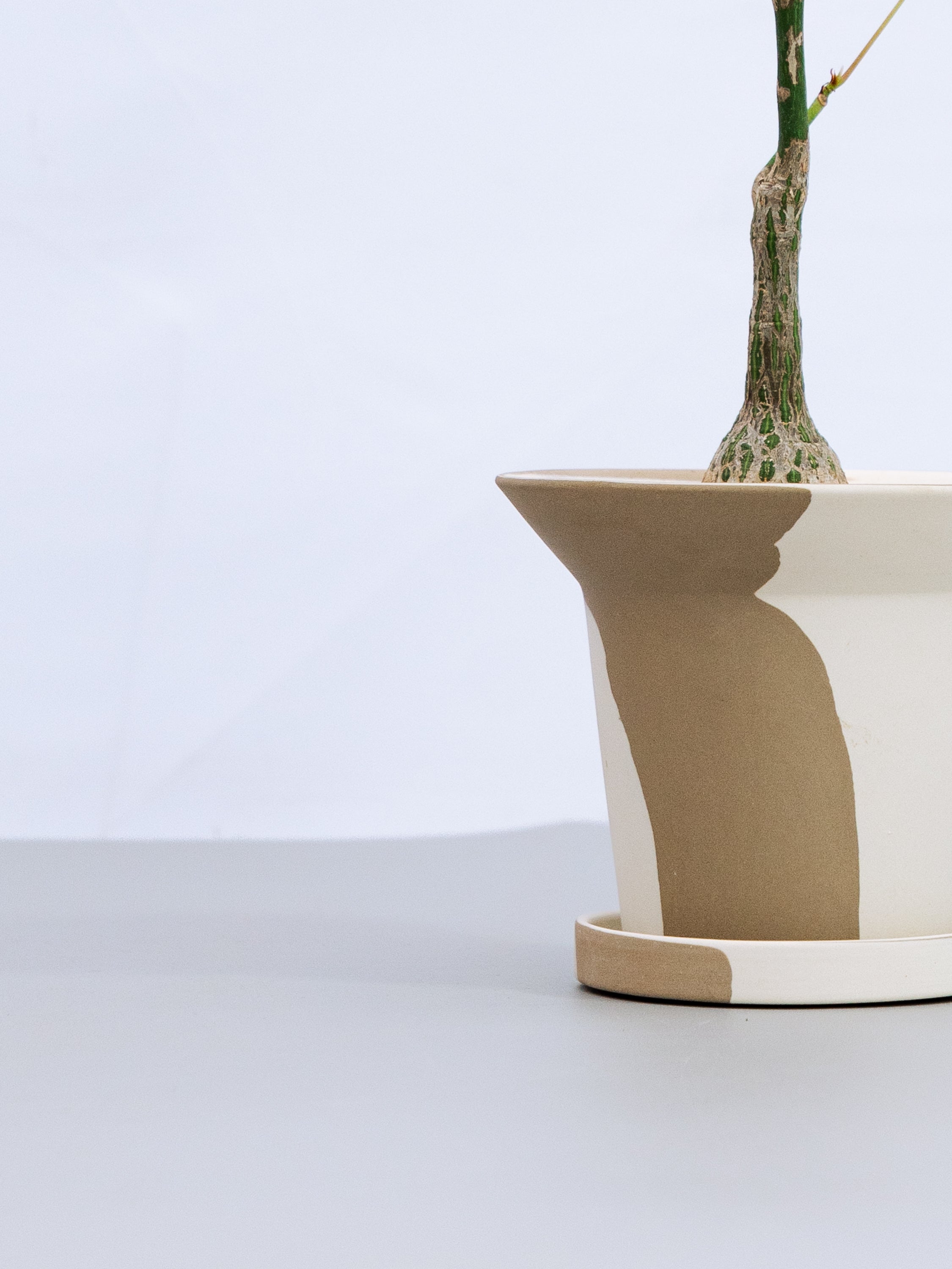 一点もの】ボンバックス 実生 Table-S | 観葉植物・お花の通販 AND