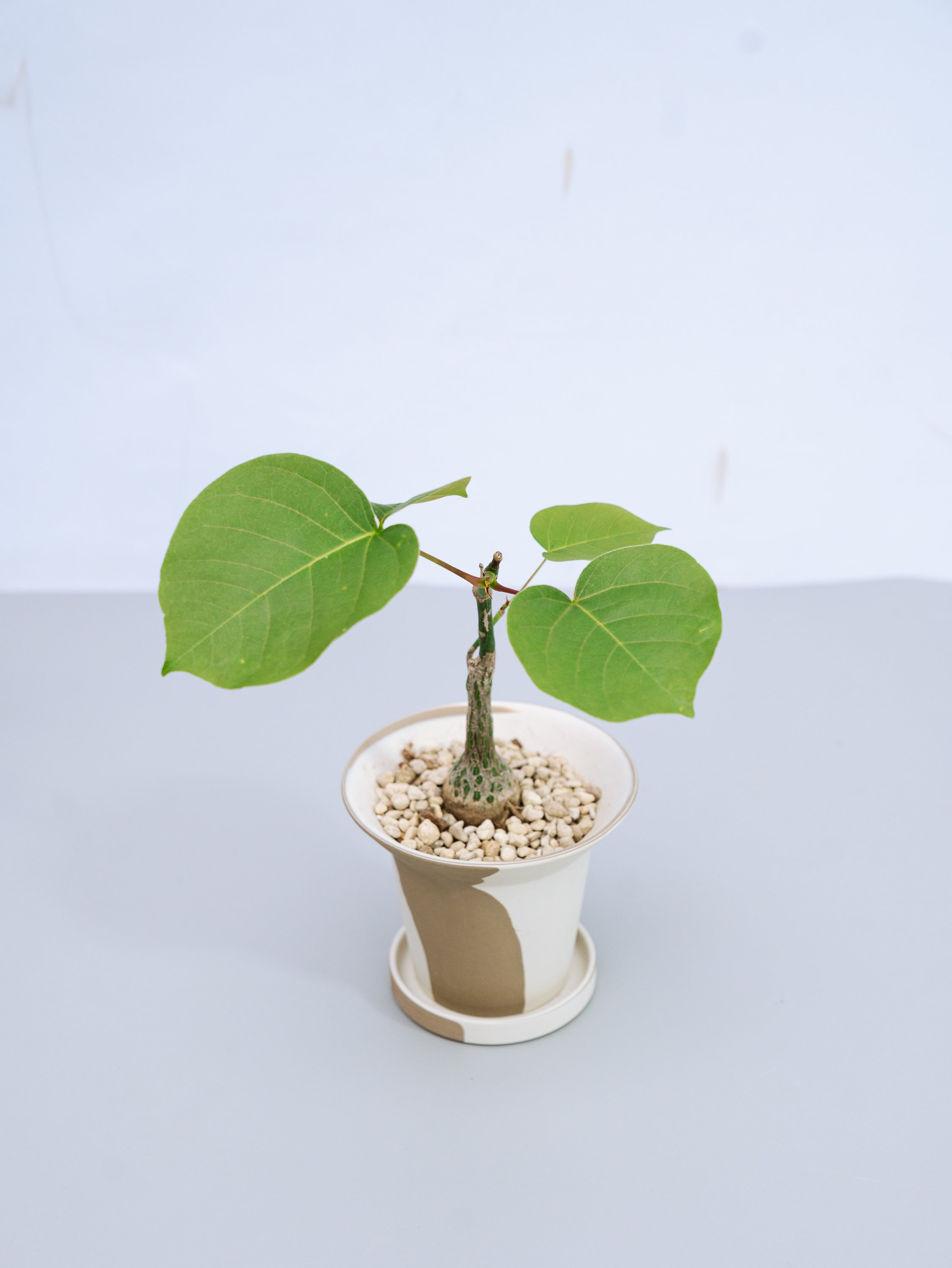 一点もの】ボンバックス 実生 Table-S | 観葉植物・お花の通販 AND