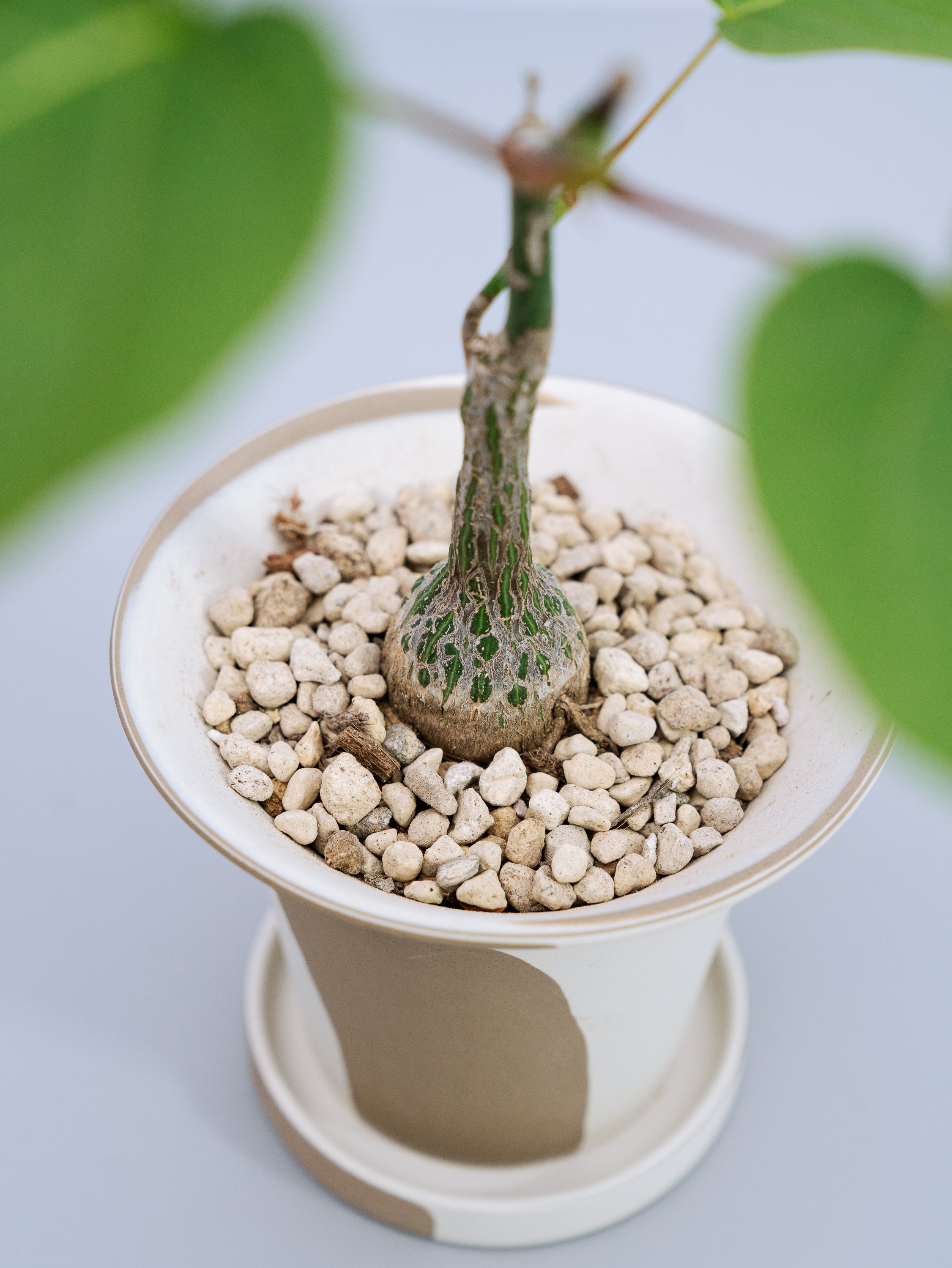 一点もの】ボンバックス 実生 Table-S | 観葉植物・お花の通販 AND