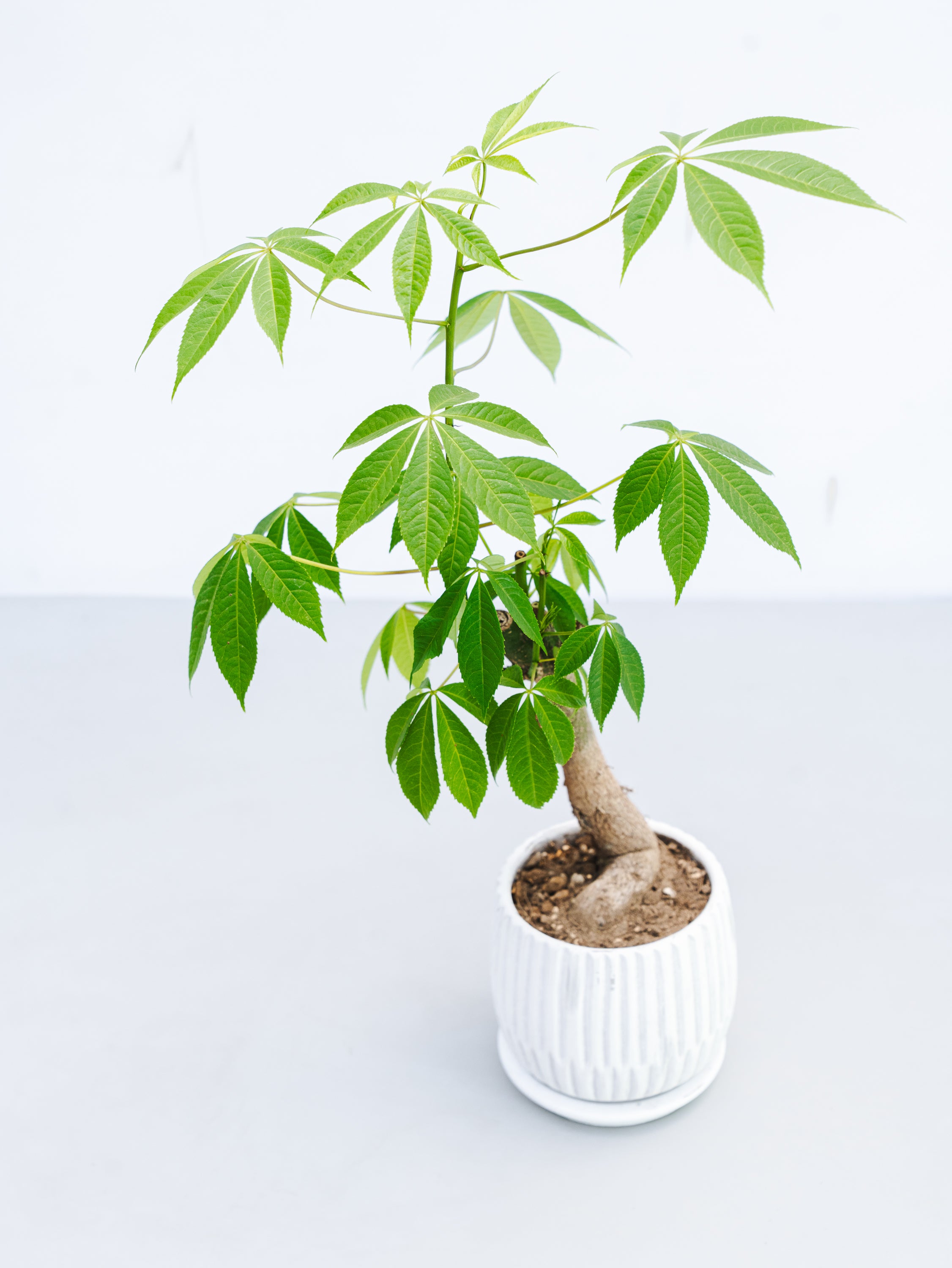 一点もの】トックリキワタ 実生 Table-L #3 | 観葉植物・お花の通販