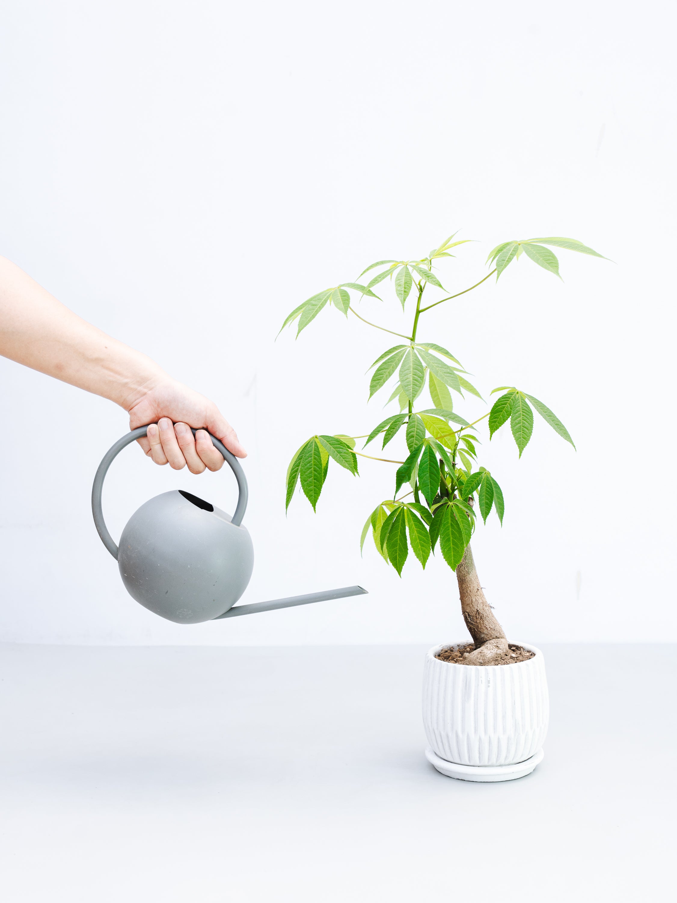 一点もの】トックリキワタ 実生 Table-L #3 | 観葉植物・お花の通販