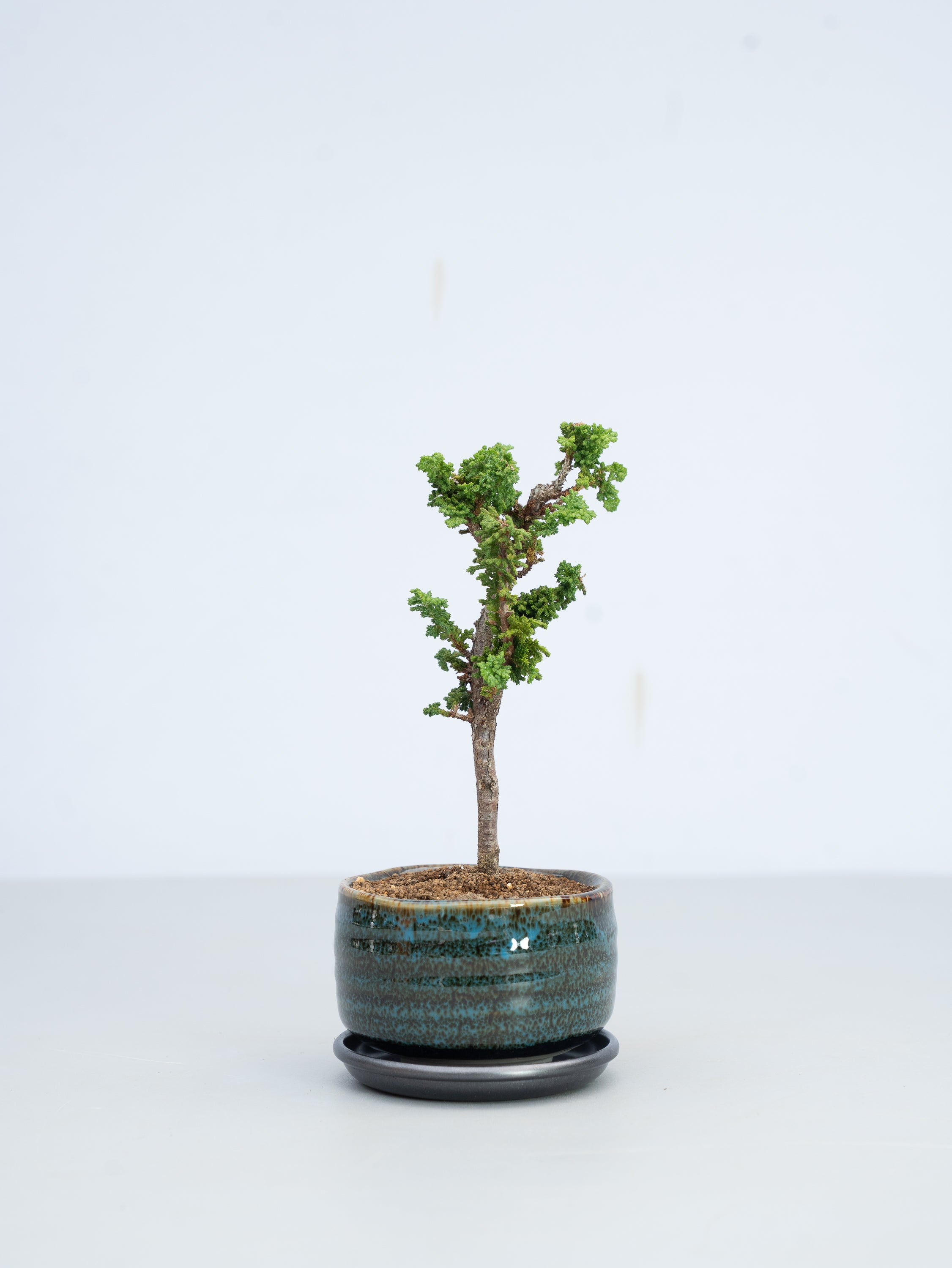 【一点もの】石化檜（セッカヒノキ） Table-S