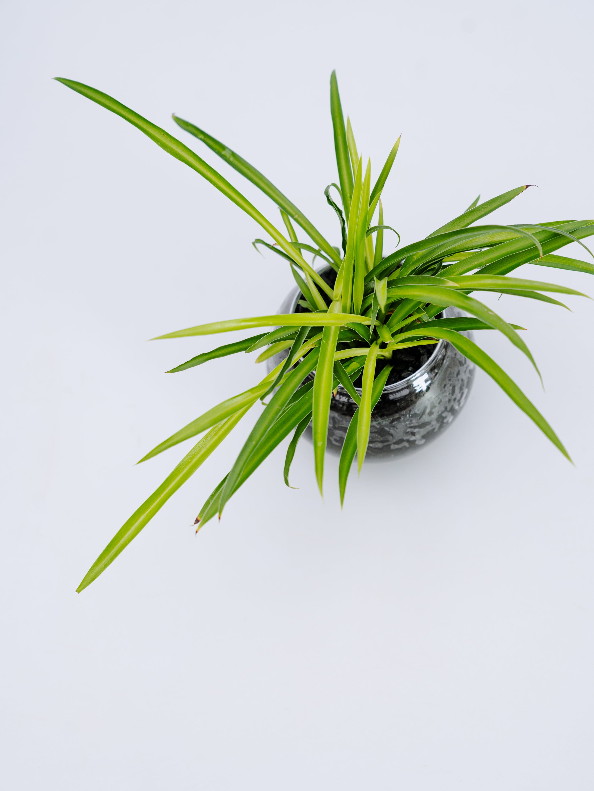 一点もの】オリヅルラン 緑 Table-S | 観葉植物・お花の通販 AND