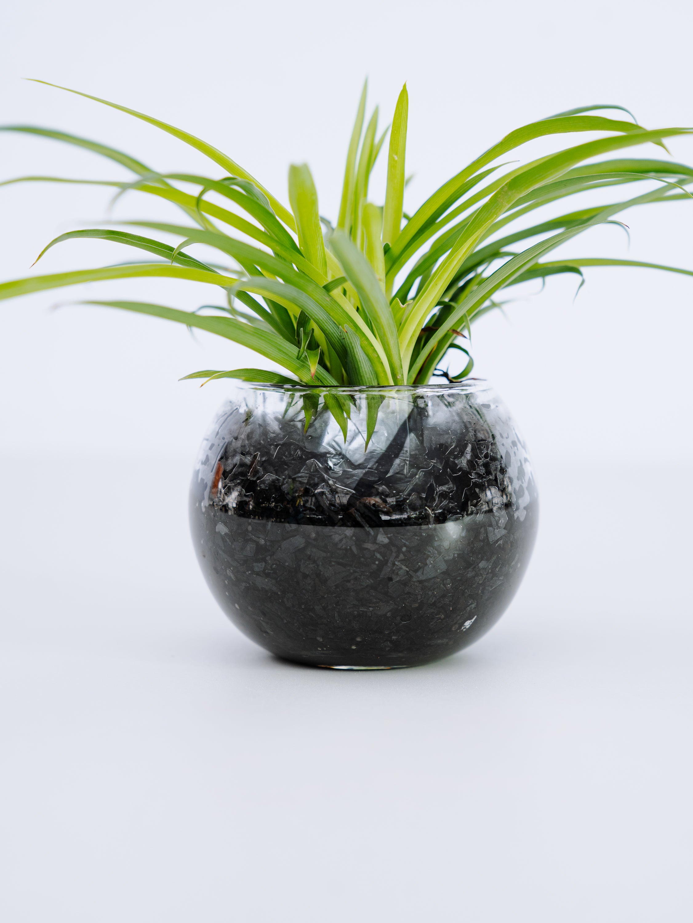 一点もの】オリヅルラン 緑 Table-S | 観葉植物・お花の通販 AND