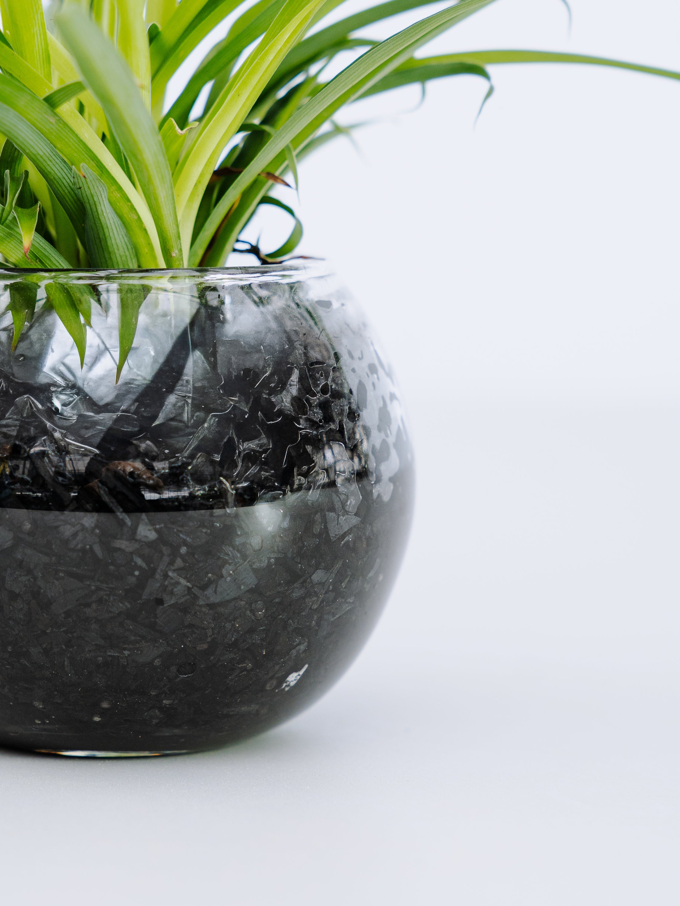 一点もの】オリヅルラン 緑 Table-S | 観葉植物・お花の通販 AND