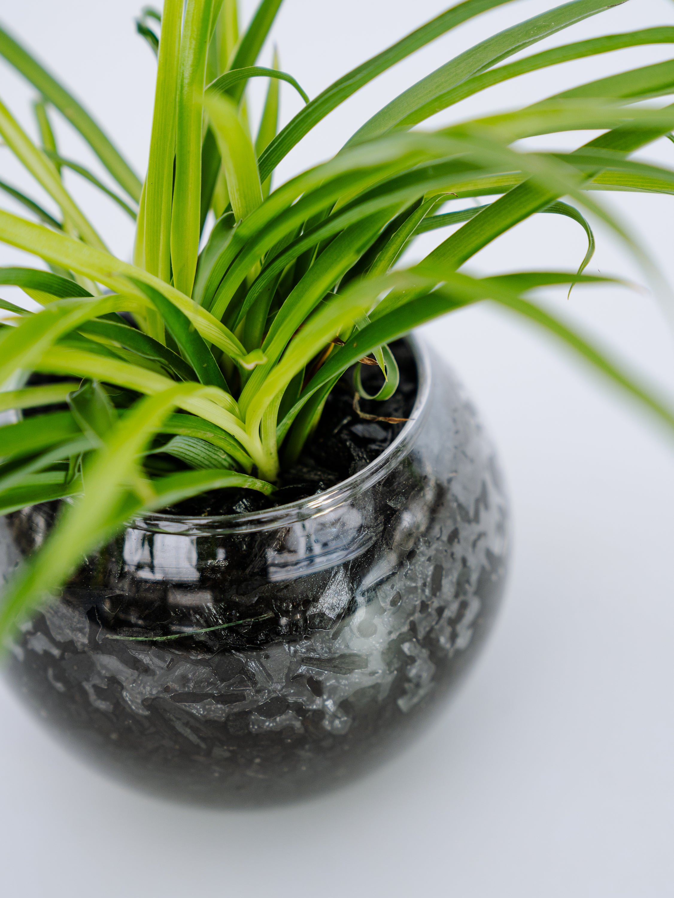 一点もの】オリヅルラン 緑 Table-S | 観葉植物・お花の通販 AND
