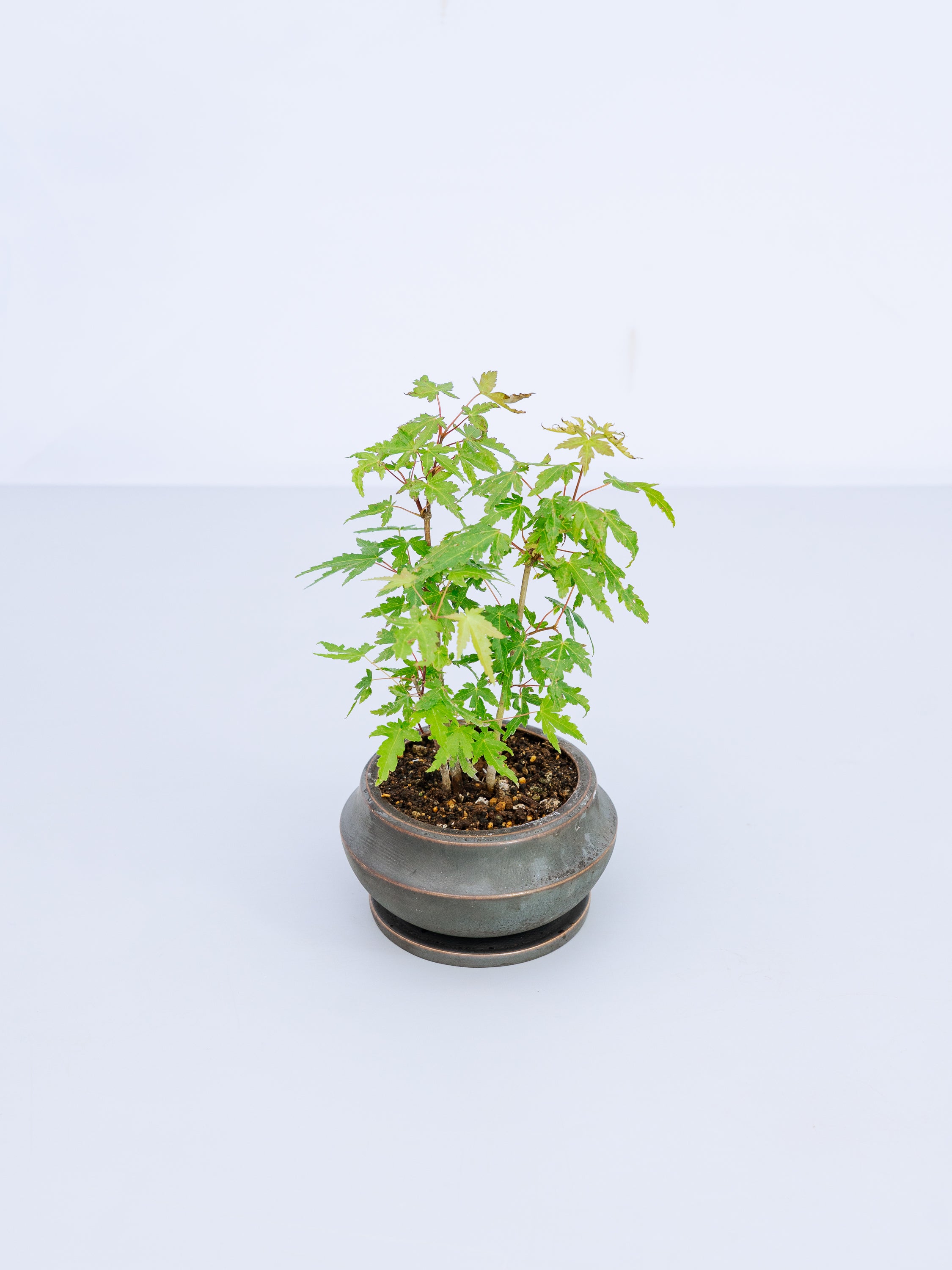 一点もの】モミジ Table-S | 観葉植物・お花の通販 AND PLANTS (アンド 