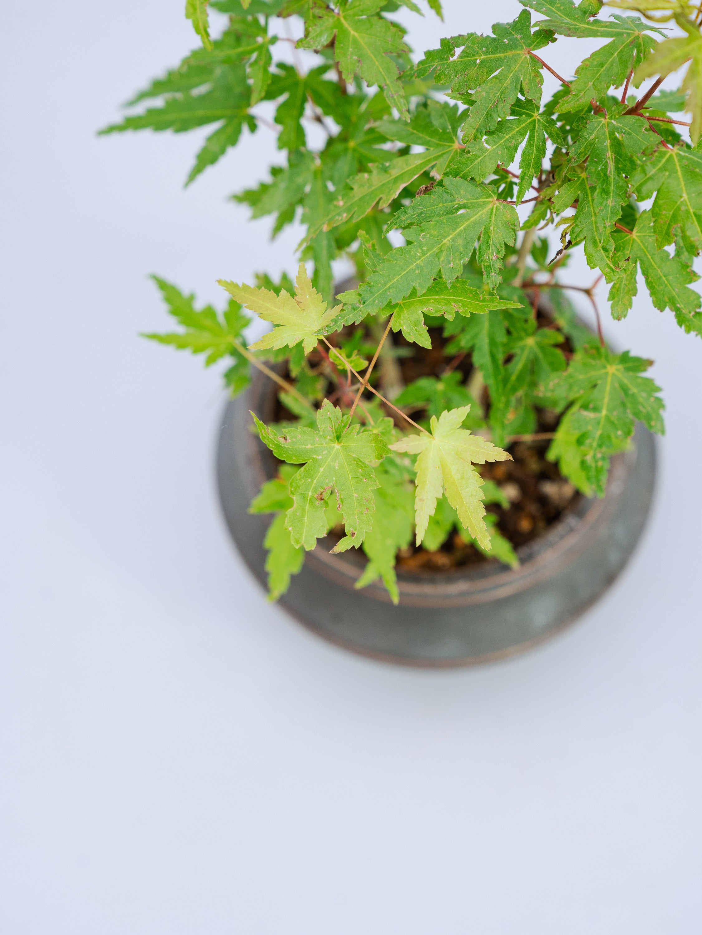 一点もの】モミジ Table-S | 観葉植物・お花の通販 AND PLANTS (アンド 