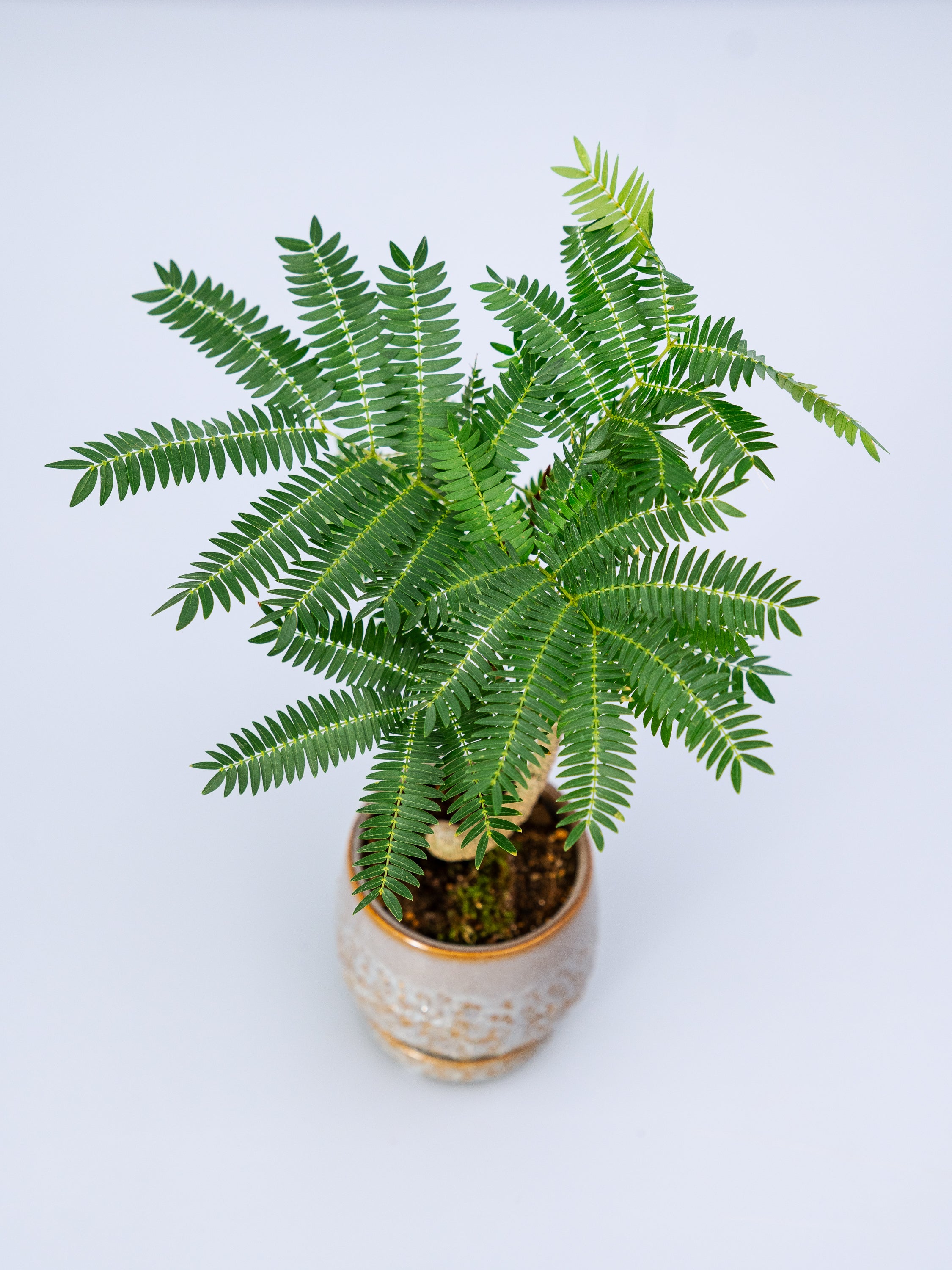 一点もの】エバーフレッシュ実生 Table-S #10 | 観葉植物・お花の通販