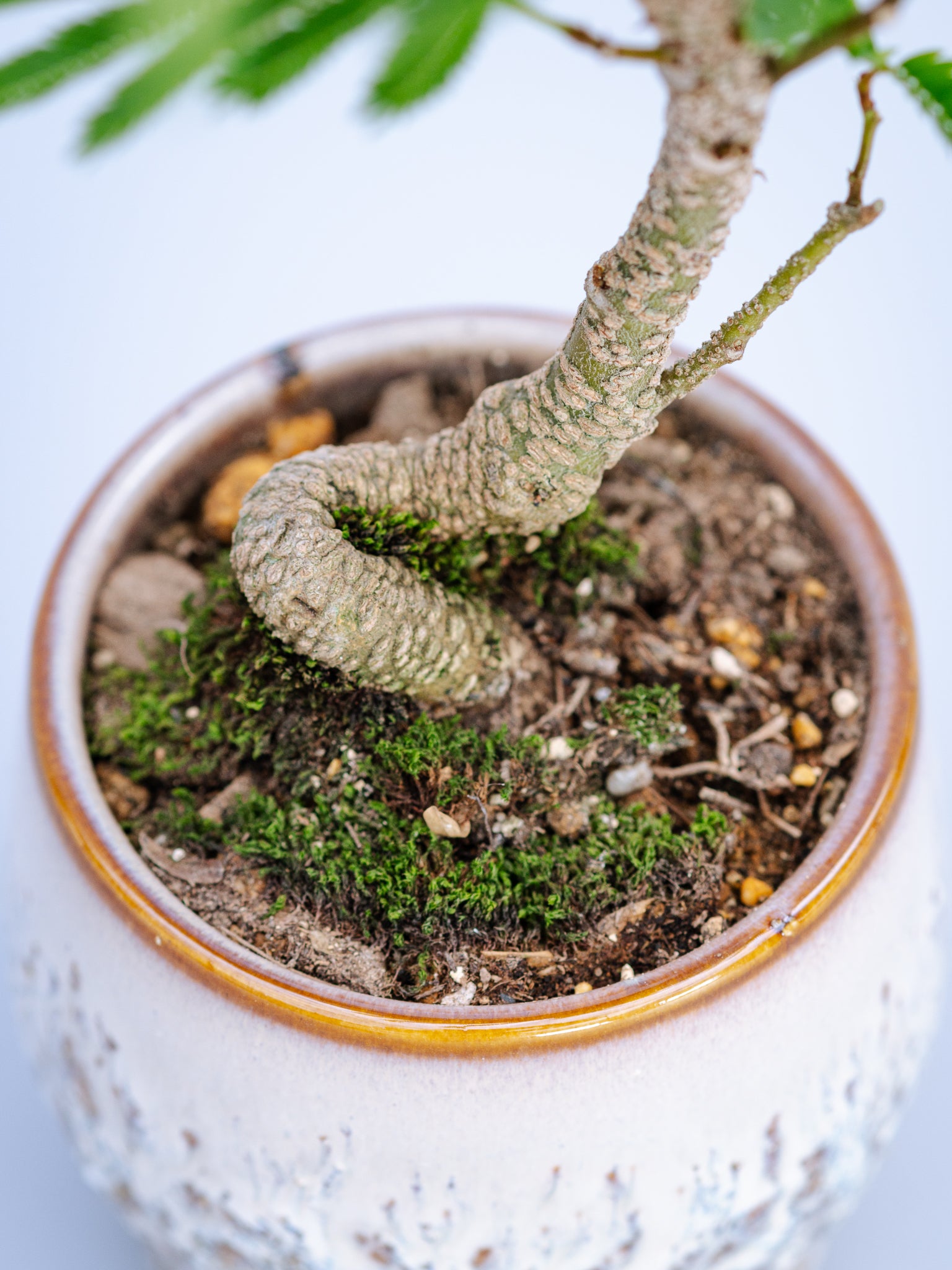 一点もの】モンステラ・コンパクタ Table-M #8 | 観葉植物・お花の通販