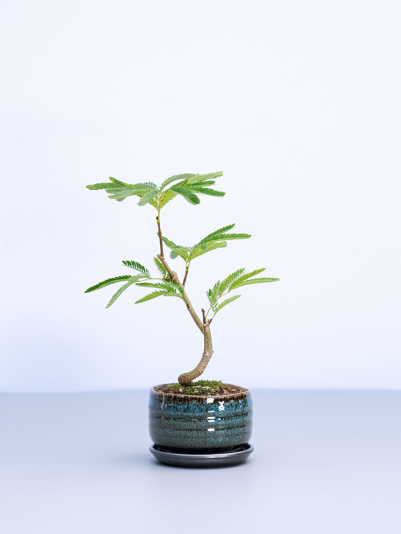 一点もの】モンステラ・コンパクタ Table-M #9 | 観葉植物・お花の通販